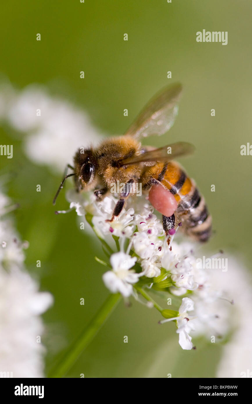 Il miele delle api lavoratore (Apis mellifera) su acqua Hemlock dropwort (Oenanthe crocata) con cesto di polline visibile sulla gamba, Sussex, Regno Unito. Foto Stock