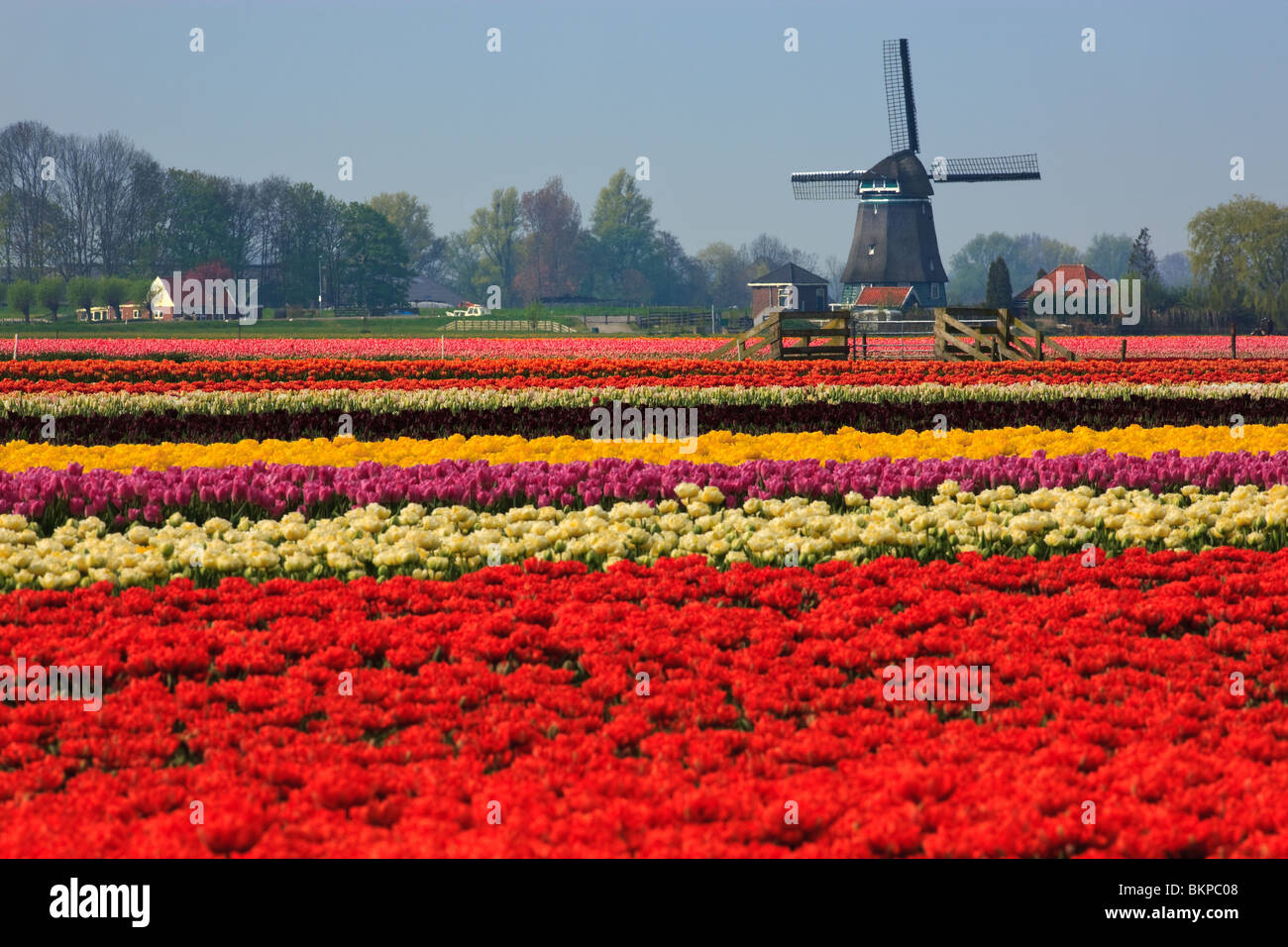 Fiori e mulini a vento da Holland Foto Stock