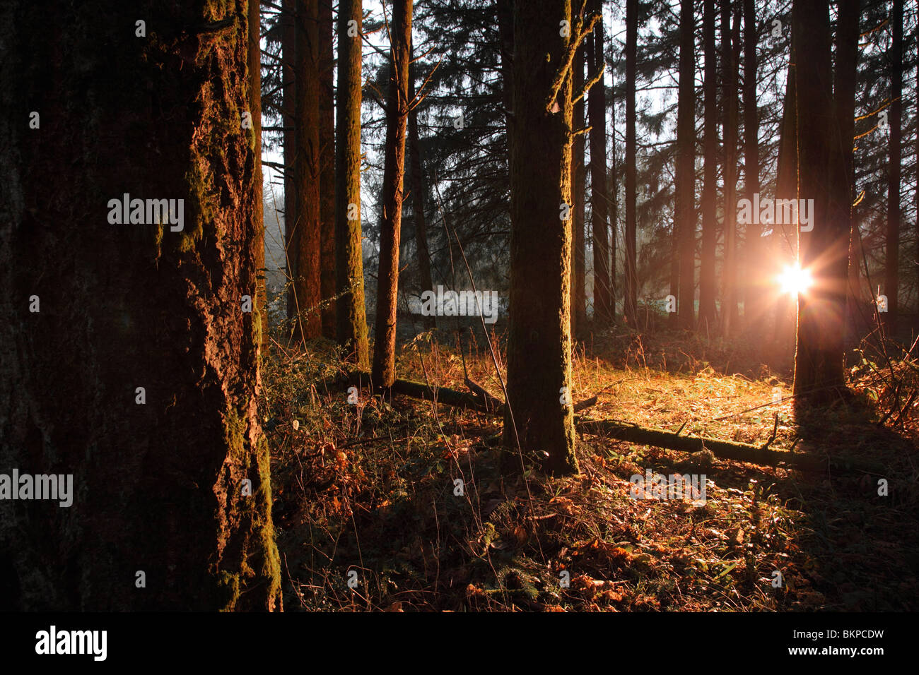 Luce brillante che brilla in foresta Foto Stock