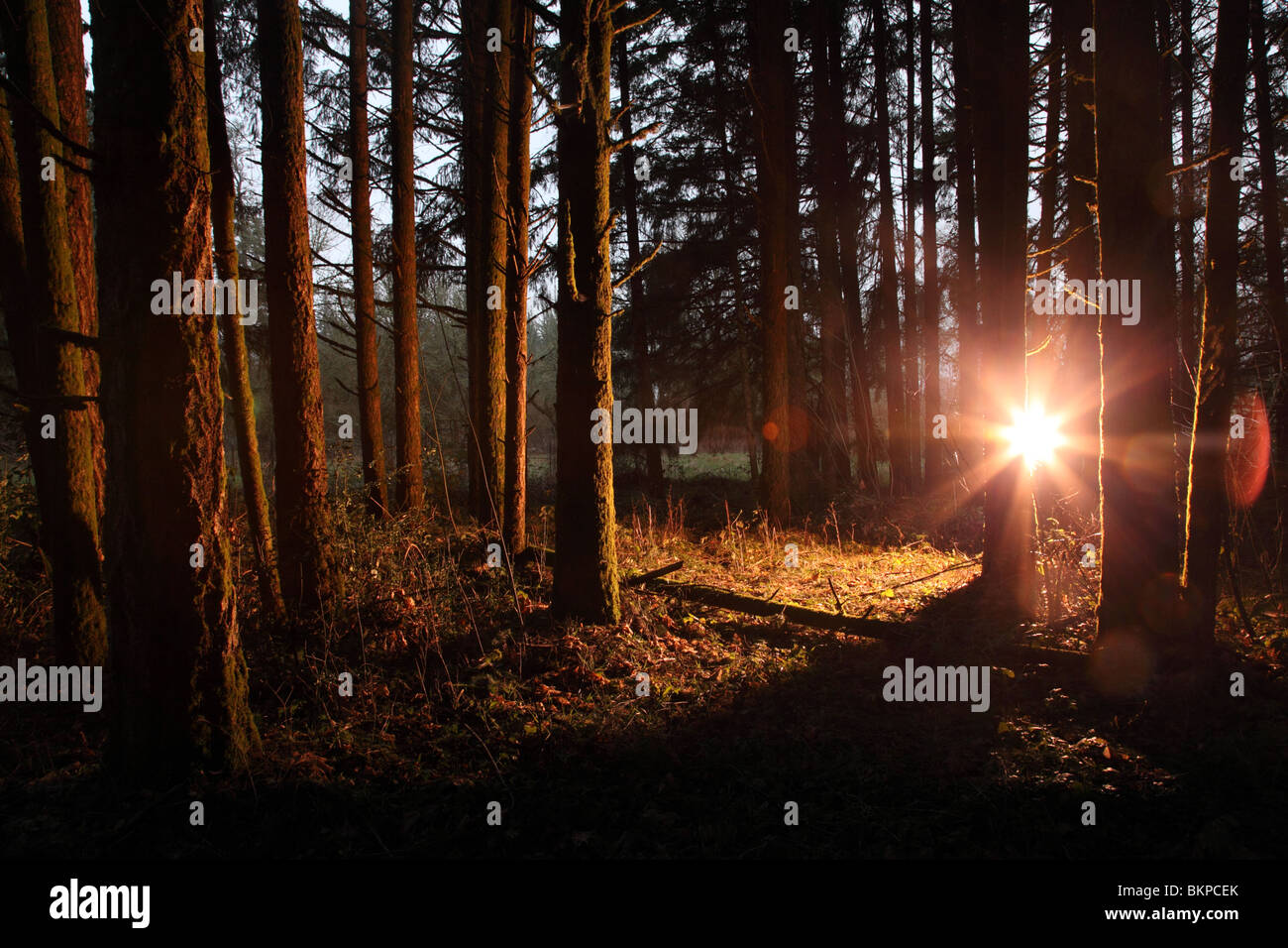 Luce brillante che brilla in foresta Foto Stock