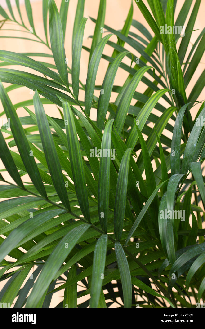 Cat Palm, Chamaedorea cataractarum Foto Stock