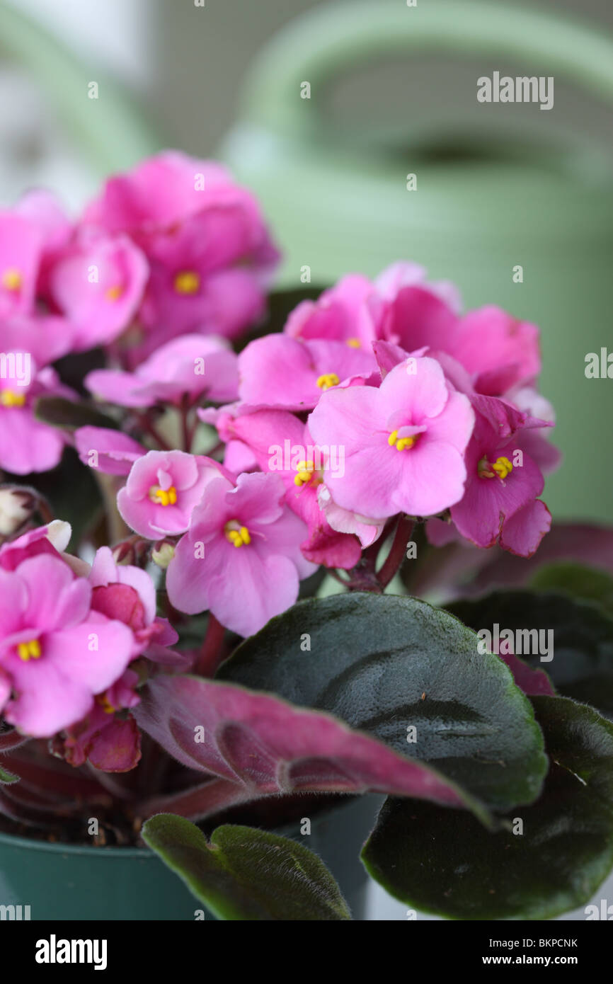 African Violet, Saintpaulia sp. Foto Stock