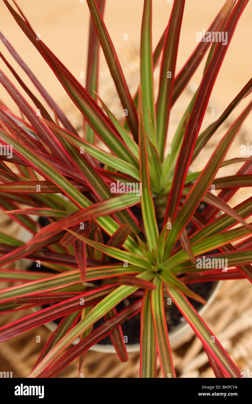 Dracaena Marginata Bush Foto Stock