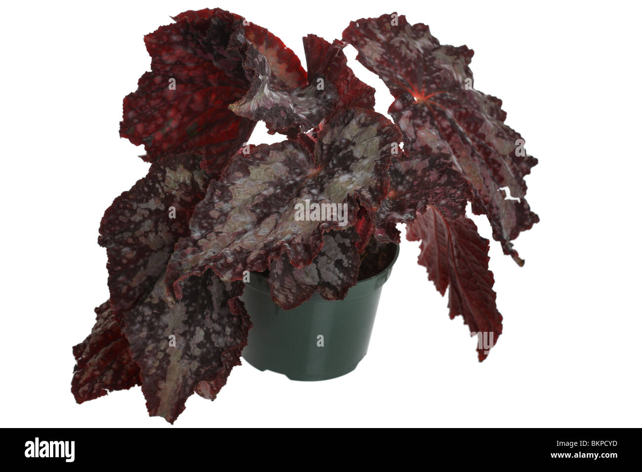 Begonia rex Foto Stock