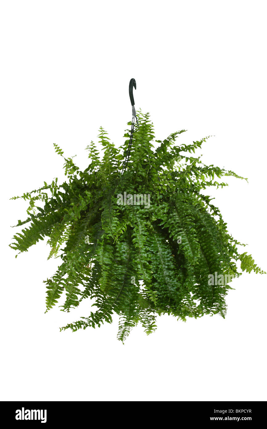 La felce, houseplant Foto Stock