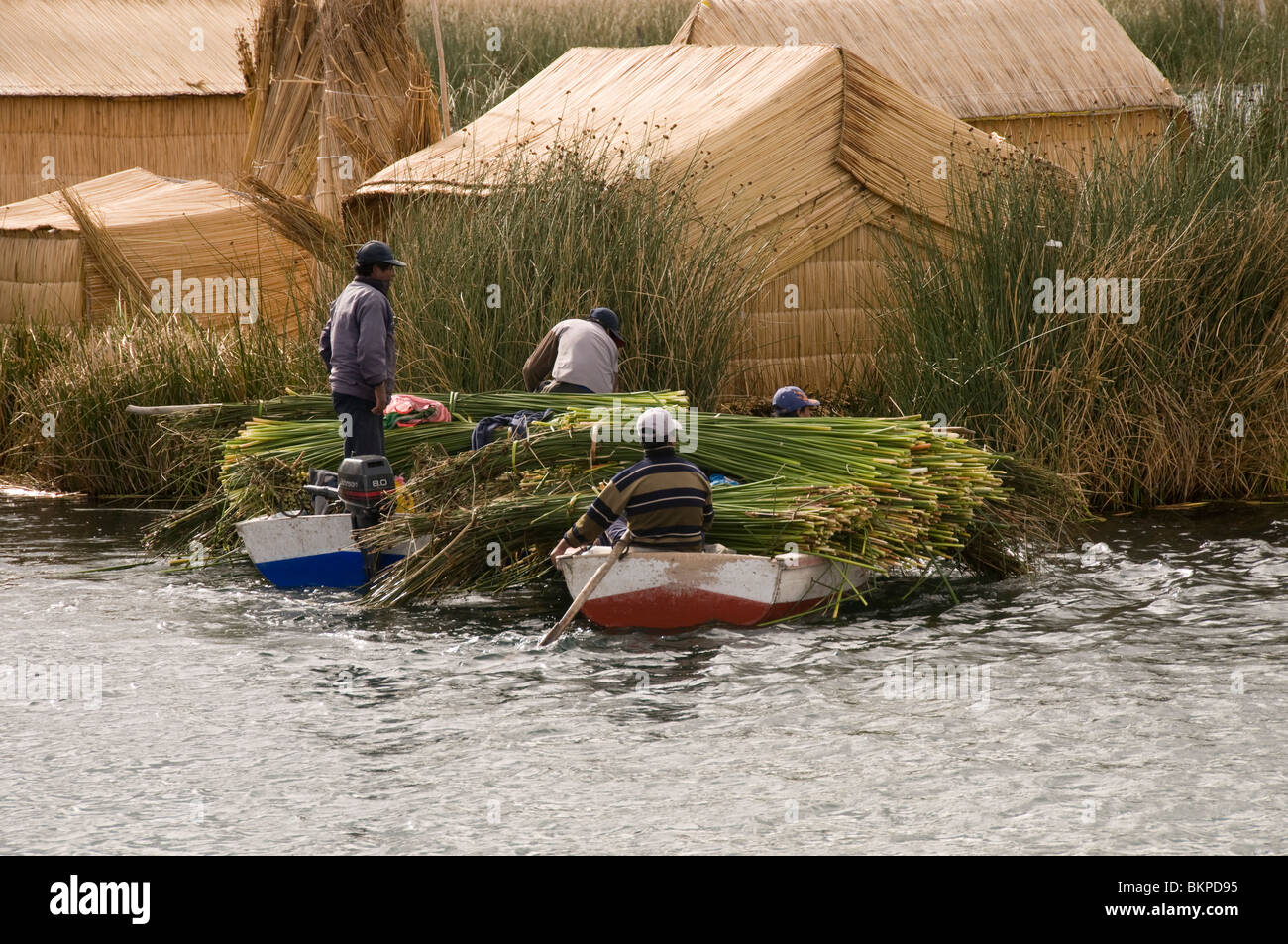 Peruviano uomini di raccolta canne da barca a Uros isole galleggianti, il lago Titicaca, Perù Foto Stock