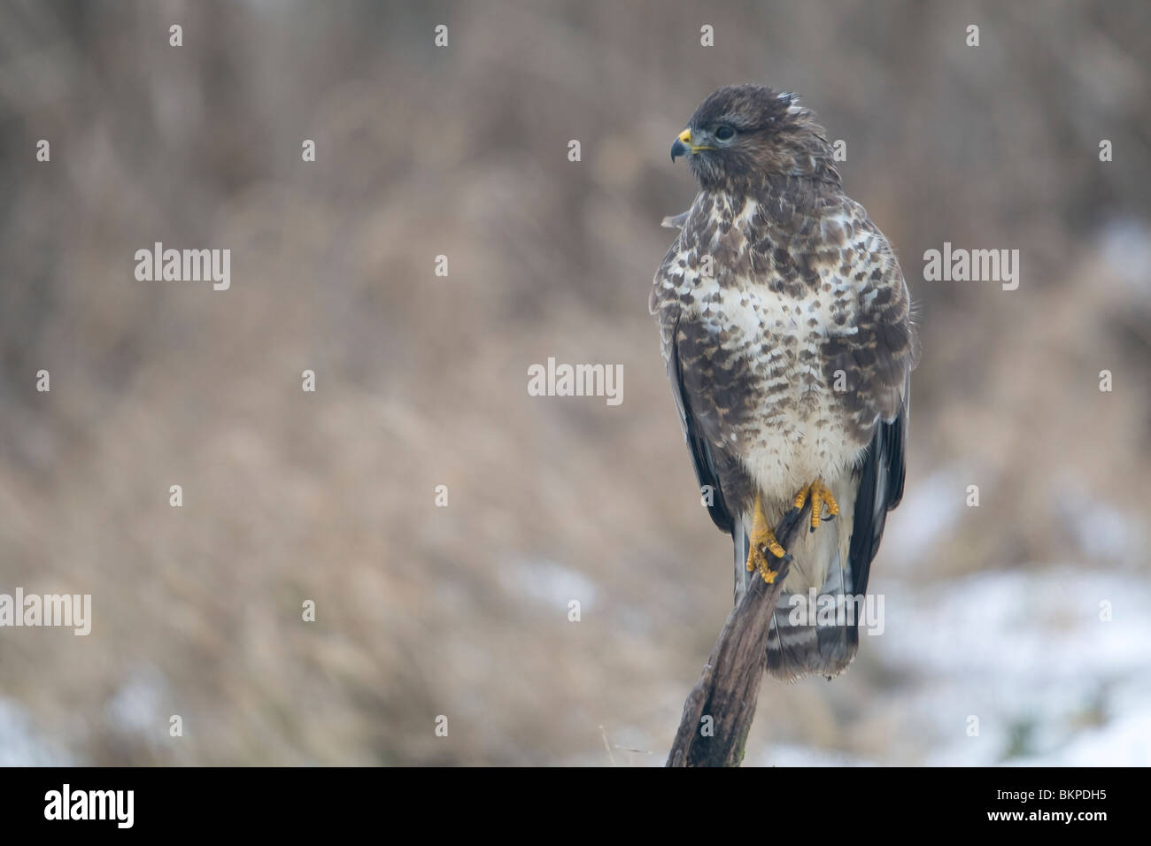 Buizerd zittend op een tak in een landschap inverni Foto Stock