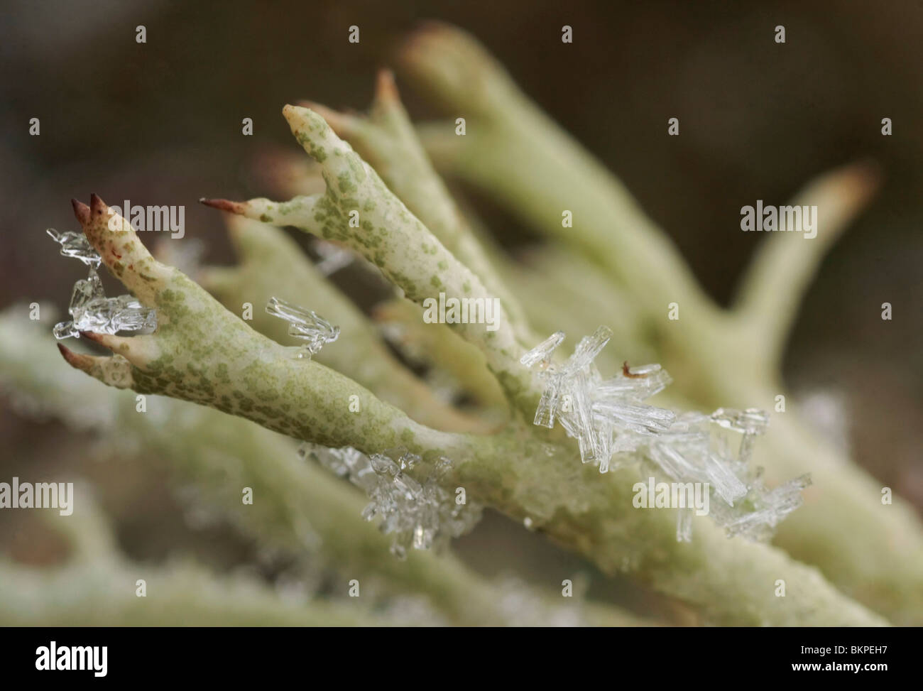 Varkenspootje incontrato ijskristallen; Cladonia uncialis Foto Stock