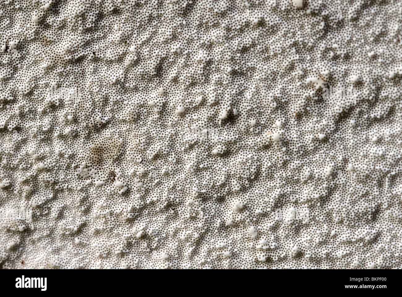 Dettaglio van berkendoder; birch polypore in close up dettaglio Foto Stock