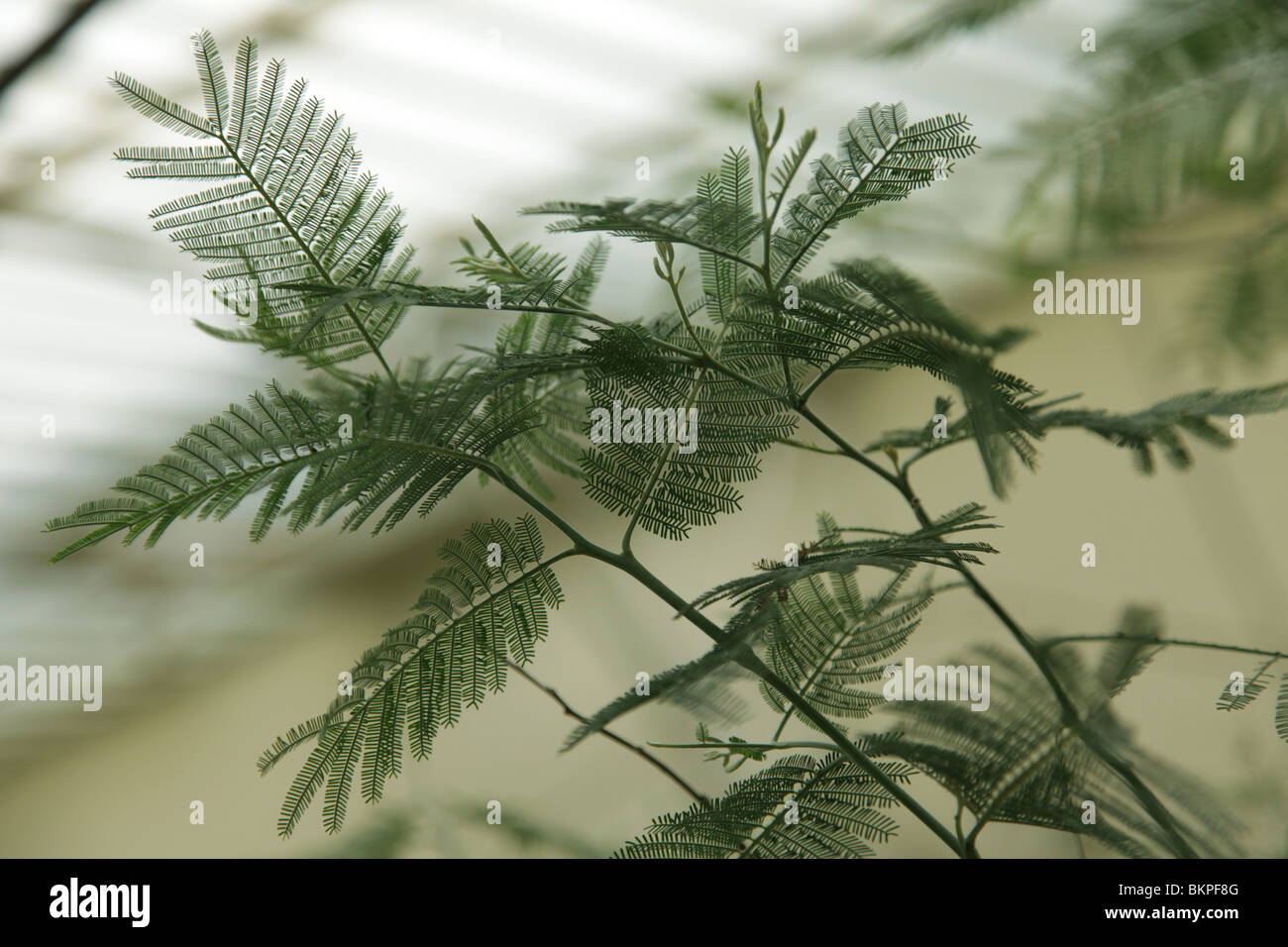 Fern Tree in serra Foto Stock