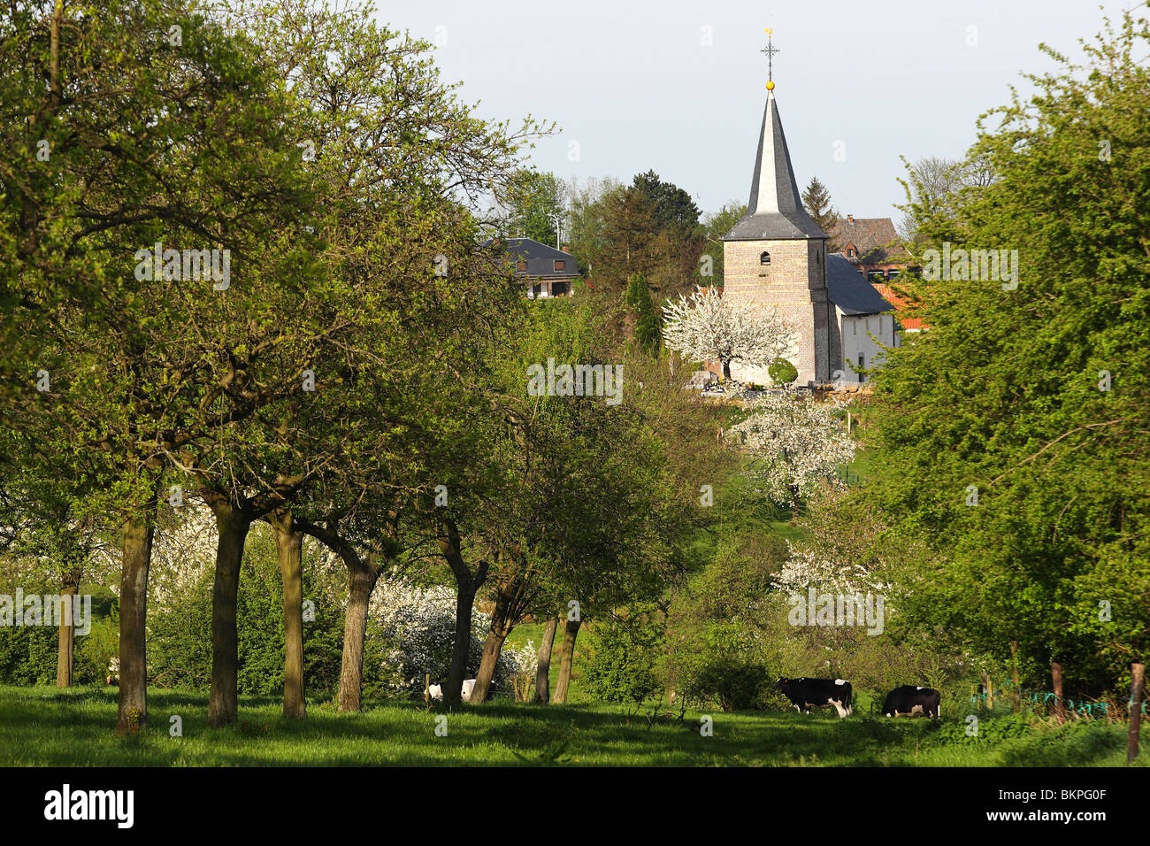 Boomgaard met zicht op het kerk Hesbaye Belgi,&#xeb; albero da frutta frutteto con vista sulla chiesa, Hesbaye, Belgio Boomgaard met zicht op het kerk Hesbaye Belgi, Foto Stock