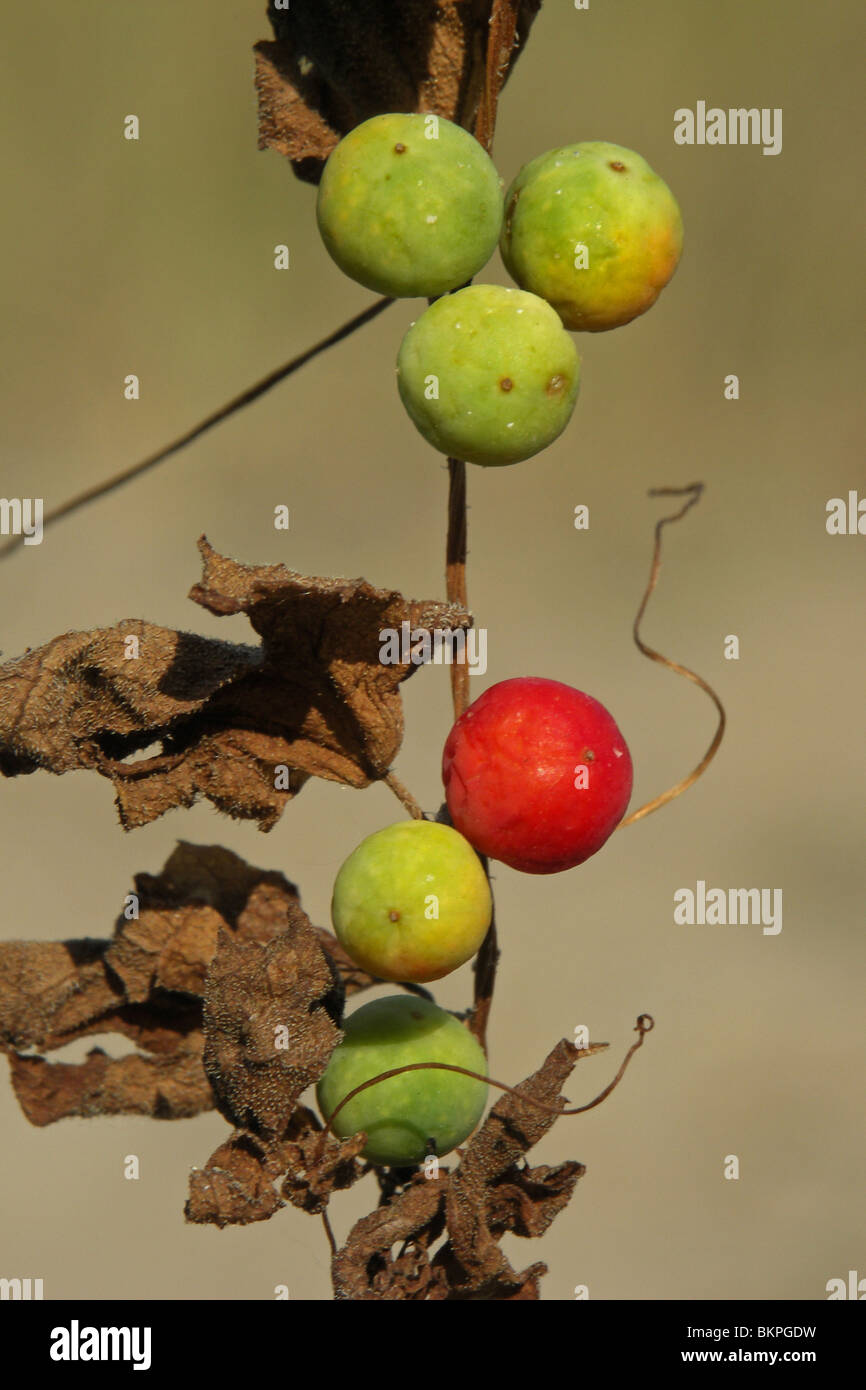 Rijpe bes (rood), onrijpe bessen (groen), en verdroogde ranken en bladeren Foto Stock