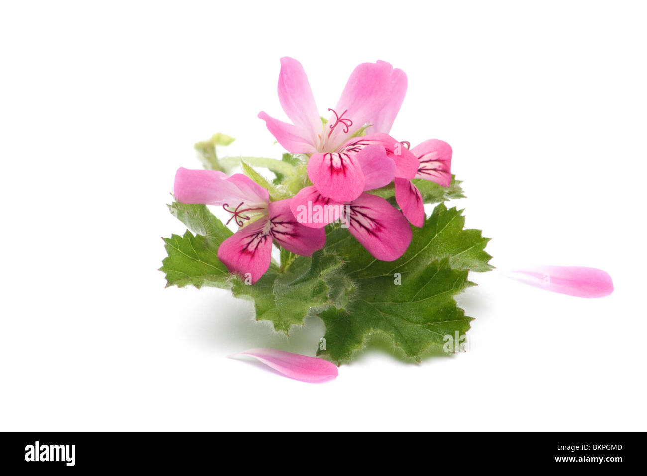 Pelargonium profumati fiore di geranio Foto Stock