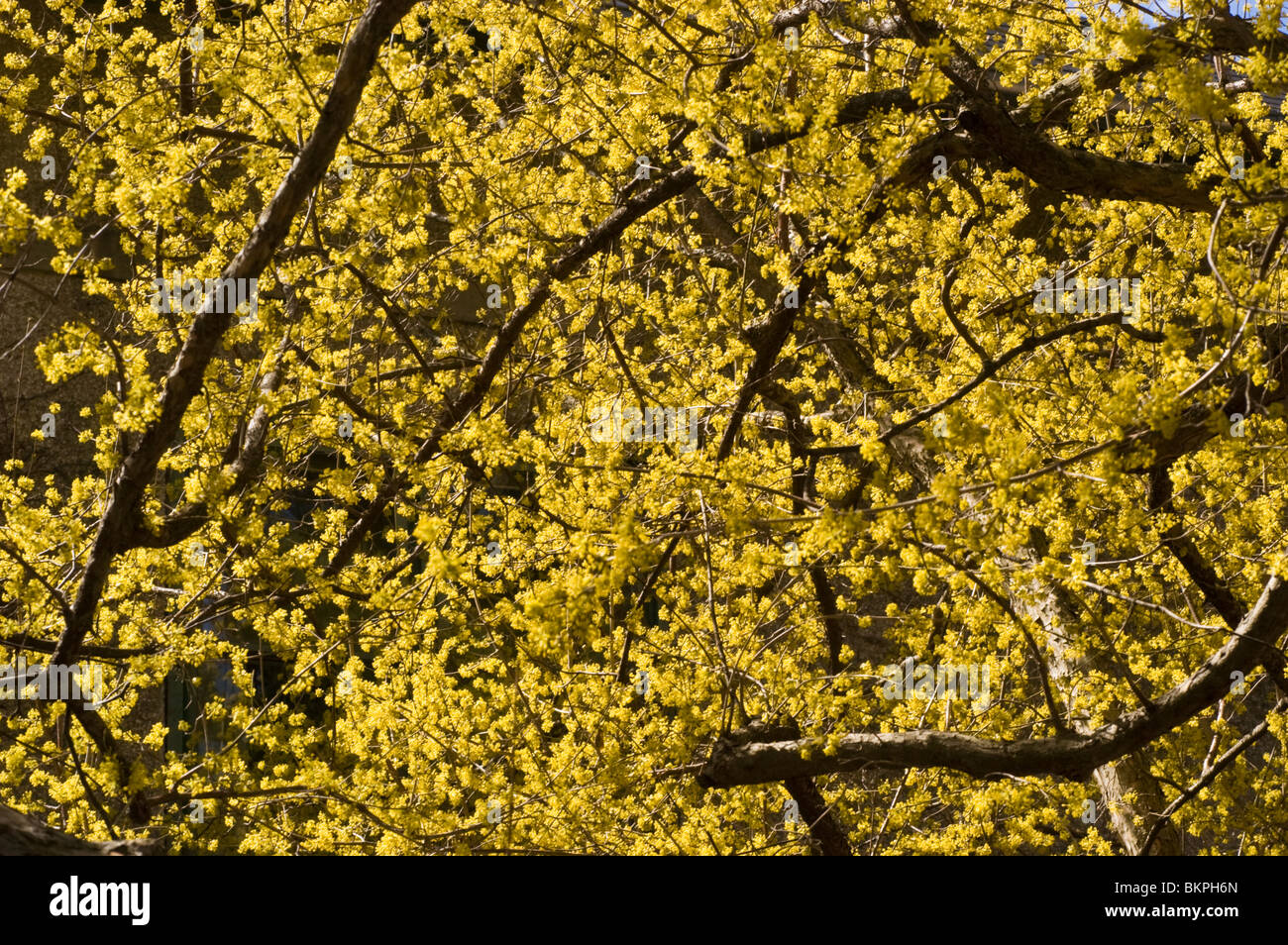Molla di giallo dei fiori di Cornus mas, Corniolo, domwood, Cornaceae, Europa caucasica, sanguinello, deren jadalny, deren wla Foto Stock