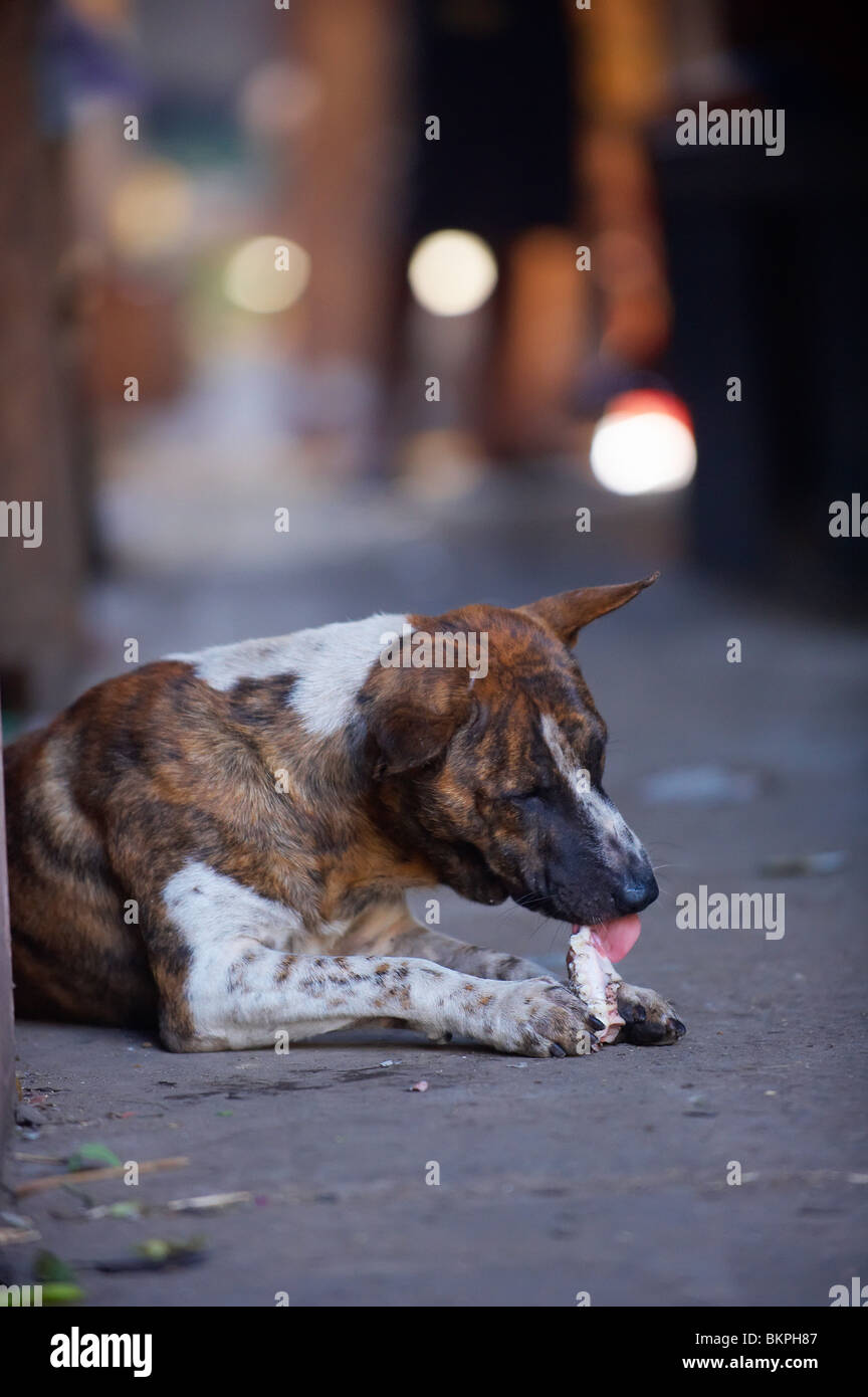 Stet cane in Bali Indonesia Foto Stock