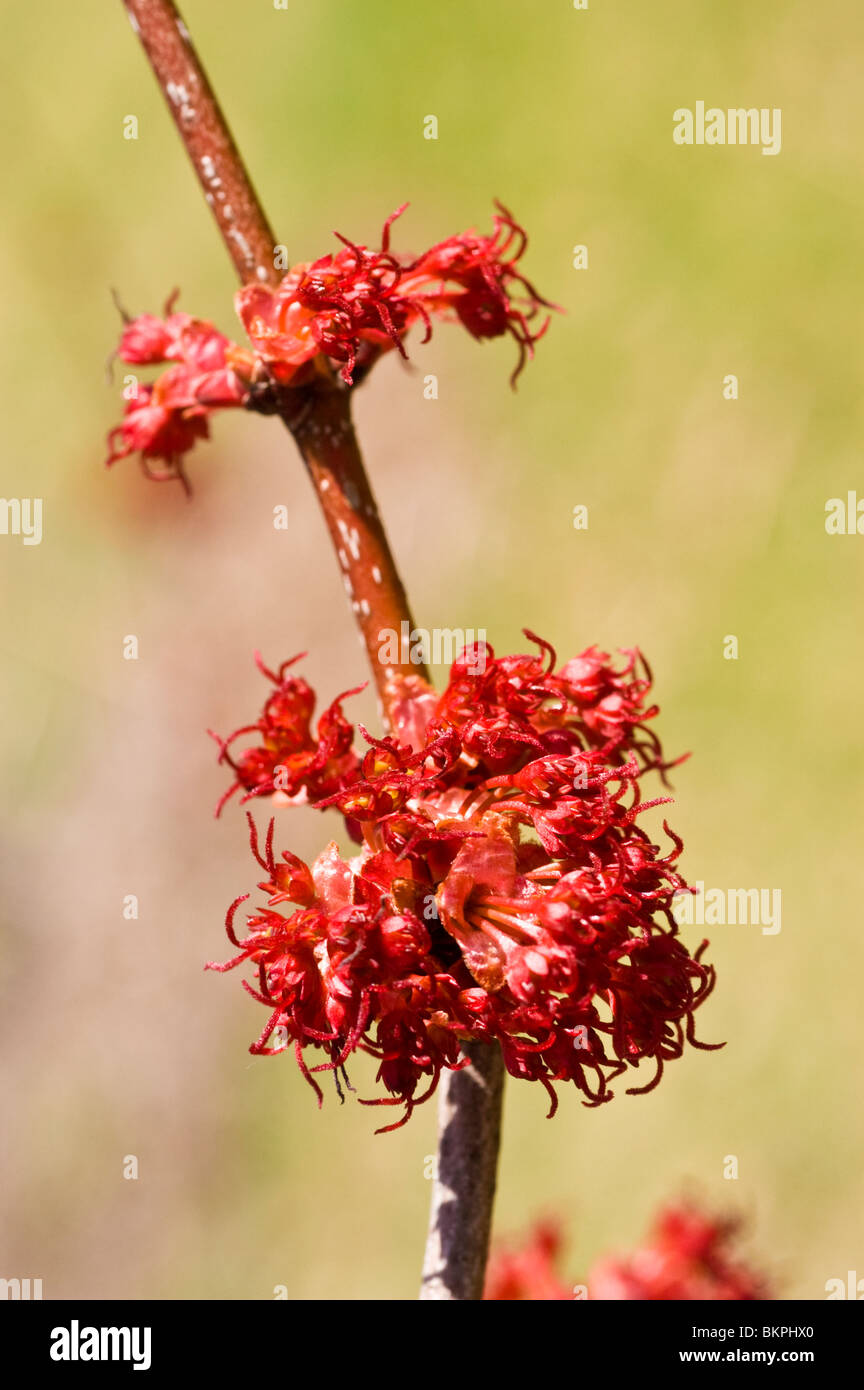Molla rossa gemme di colore rosso acero Acer rubrum 'Franksred" Rosso tramonto Foto Stock