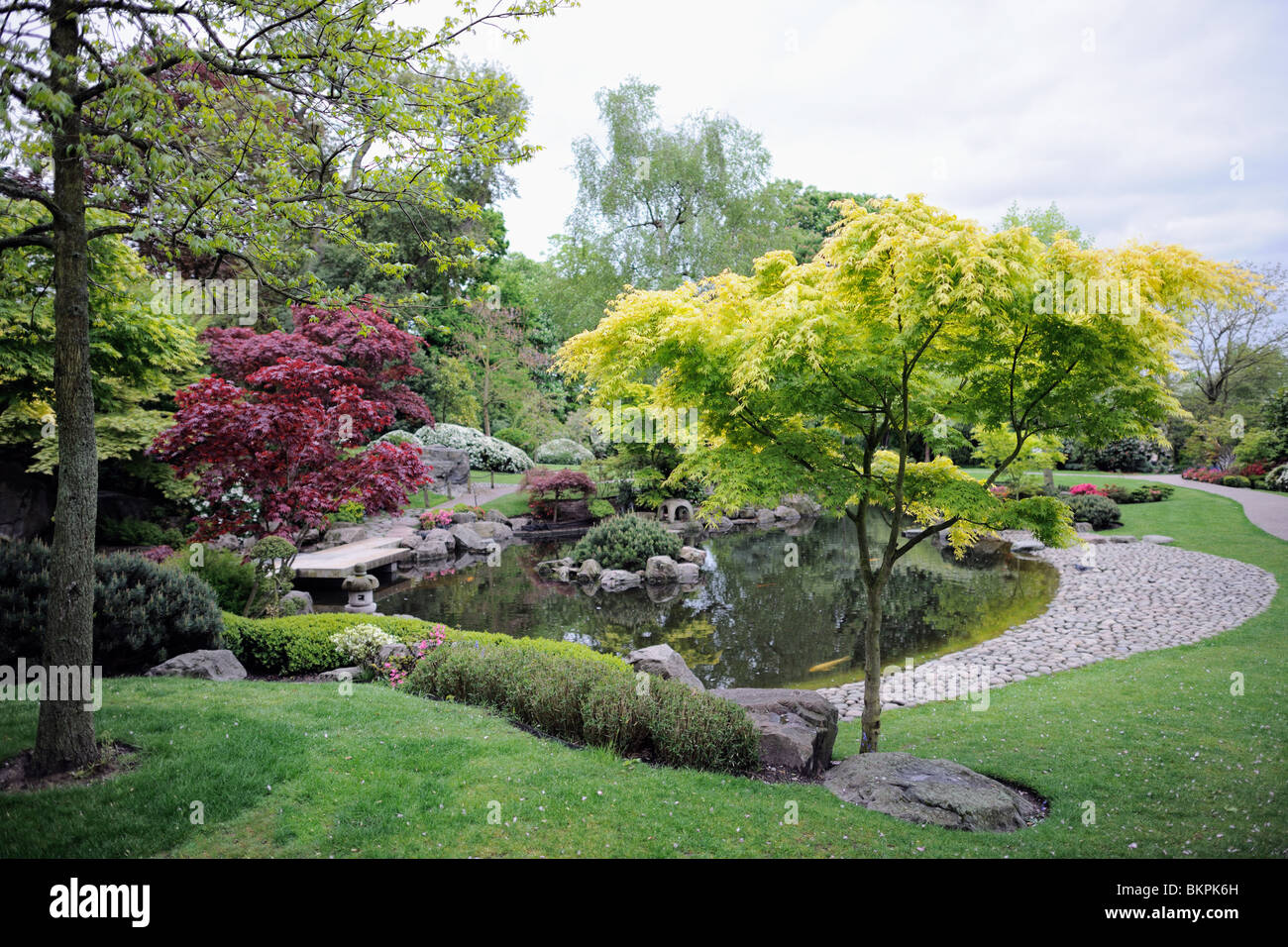 Giardino giapponese, con alberi di acero e stagno Foto Stock