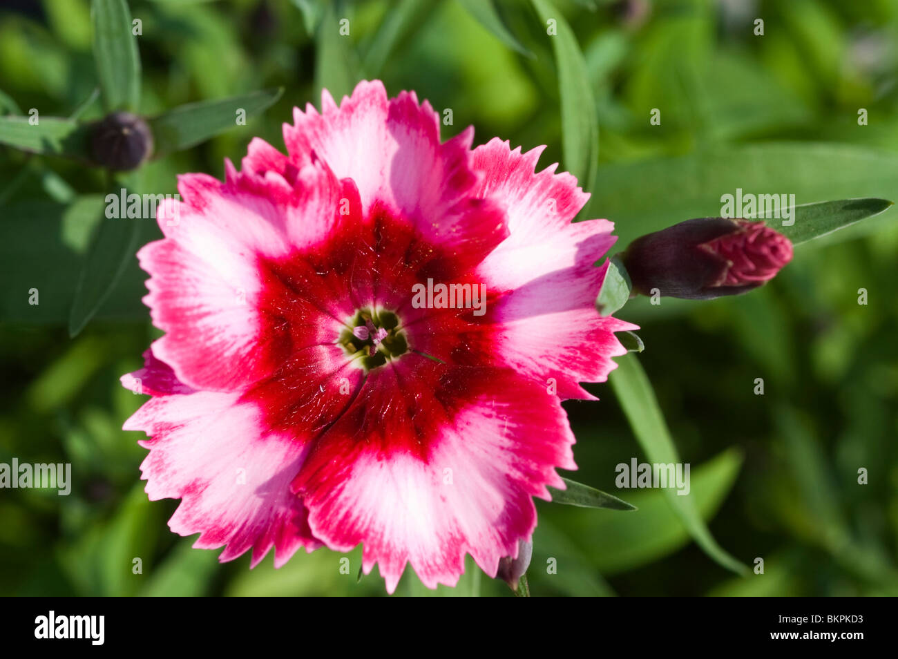 Rosa Rossa fiore di rosa coltivate o Dianthus fiorisce Foto Stock