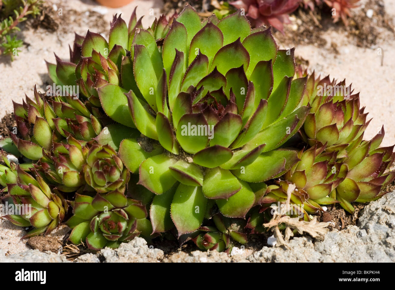 Pianta da giardino di roccia ibrida Sempervivum con foglie verdi vivaci e punte rosse scure, che cresce su terreni sabbiosi con diversi offset in un giardino soleggiato. Foto Stock