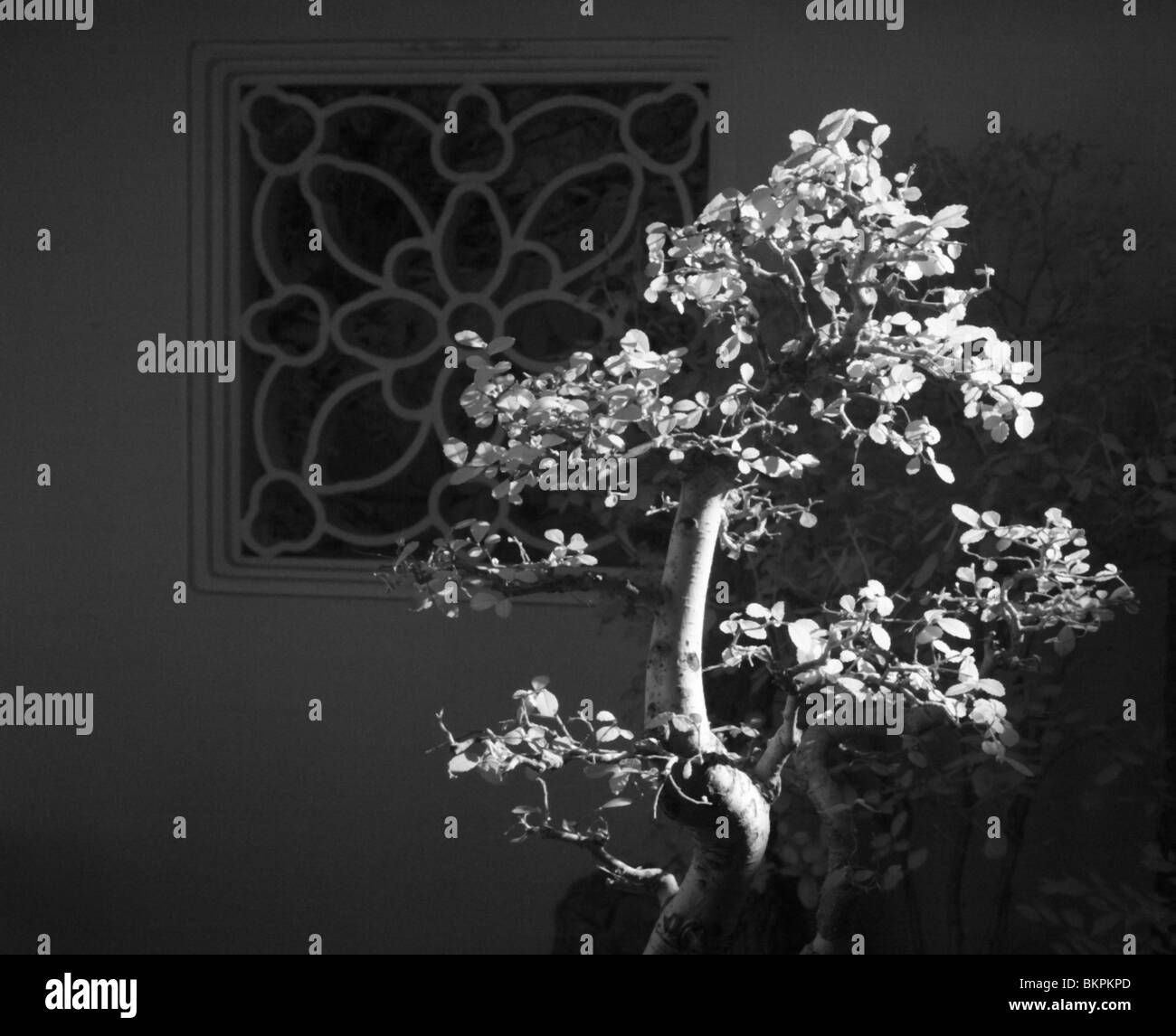 Portland Oregon Giardino Cinese, in bianco e nero a infrarossi Foto Stock