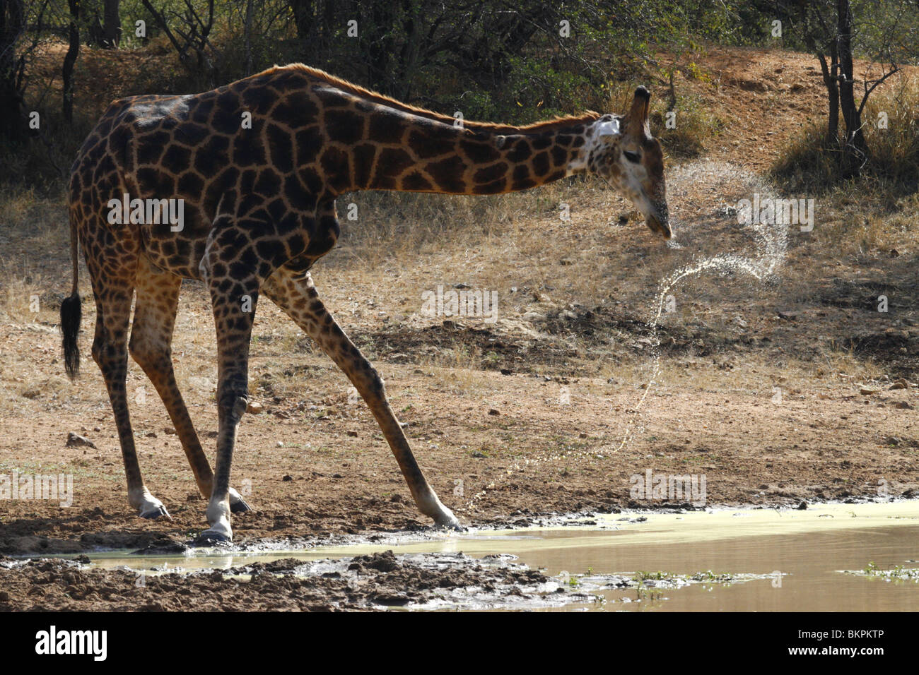 Giraffa meridionale di bere, Sud Africa Foto Stock