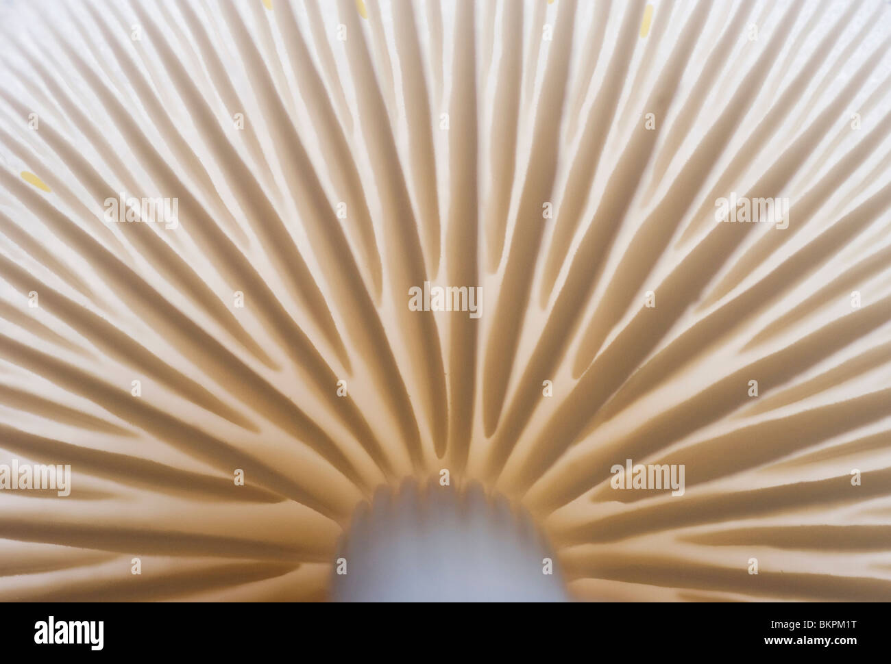 Vista dal basso di dettaglio del fungo di porcellana; Onderaanzicht dettaglio porseleinzwam; Foto Stock