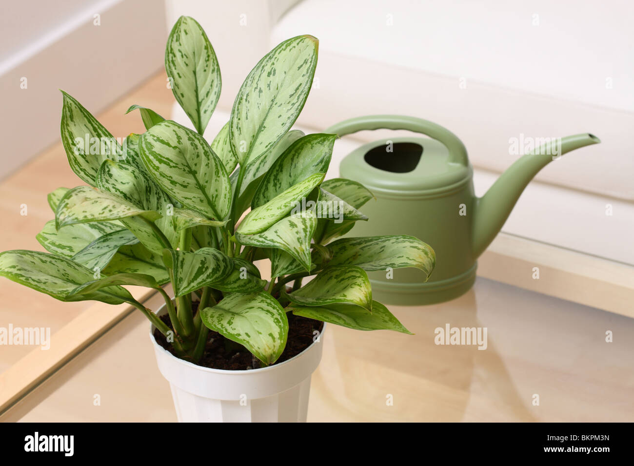 Aglaonema Maria Cristina Evergreen Foto Stock