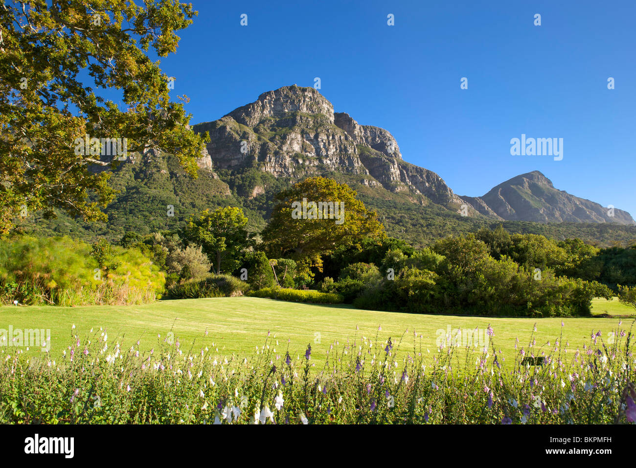 Vista dei giardini botanici di Kirstenbosch e il retro del Table Mountain a Cape Town, Sud Africa. Foto Stock