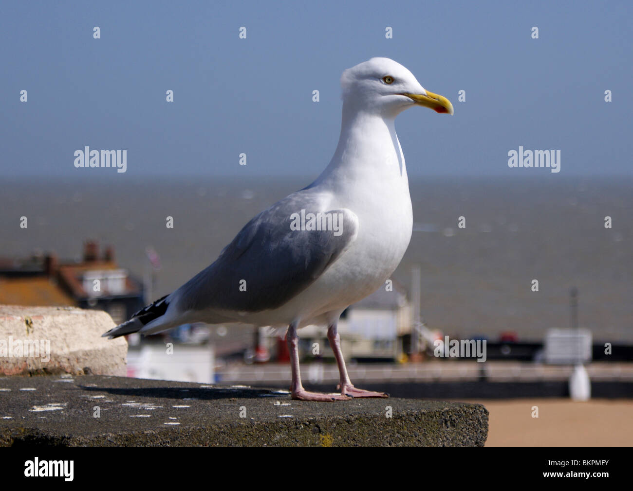 Una chiusura di un gabbiano in piedi su uno zoccolo in pietra con una costiera sfocata sullo sfondo. Foto Stock