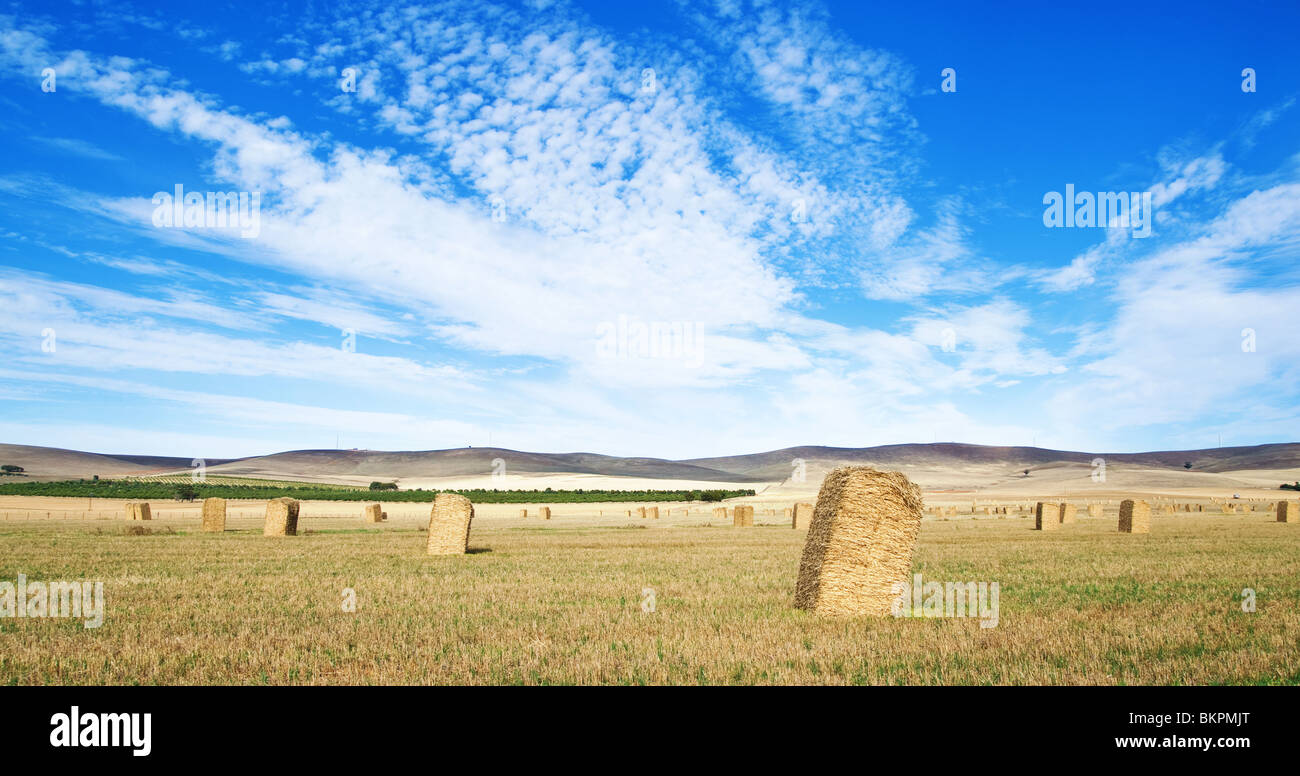 Grande immagine panoramica di un campo con haybales nel paese Foto Stock