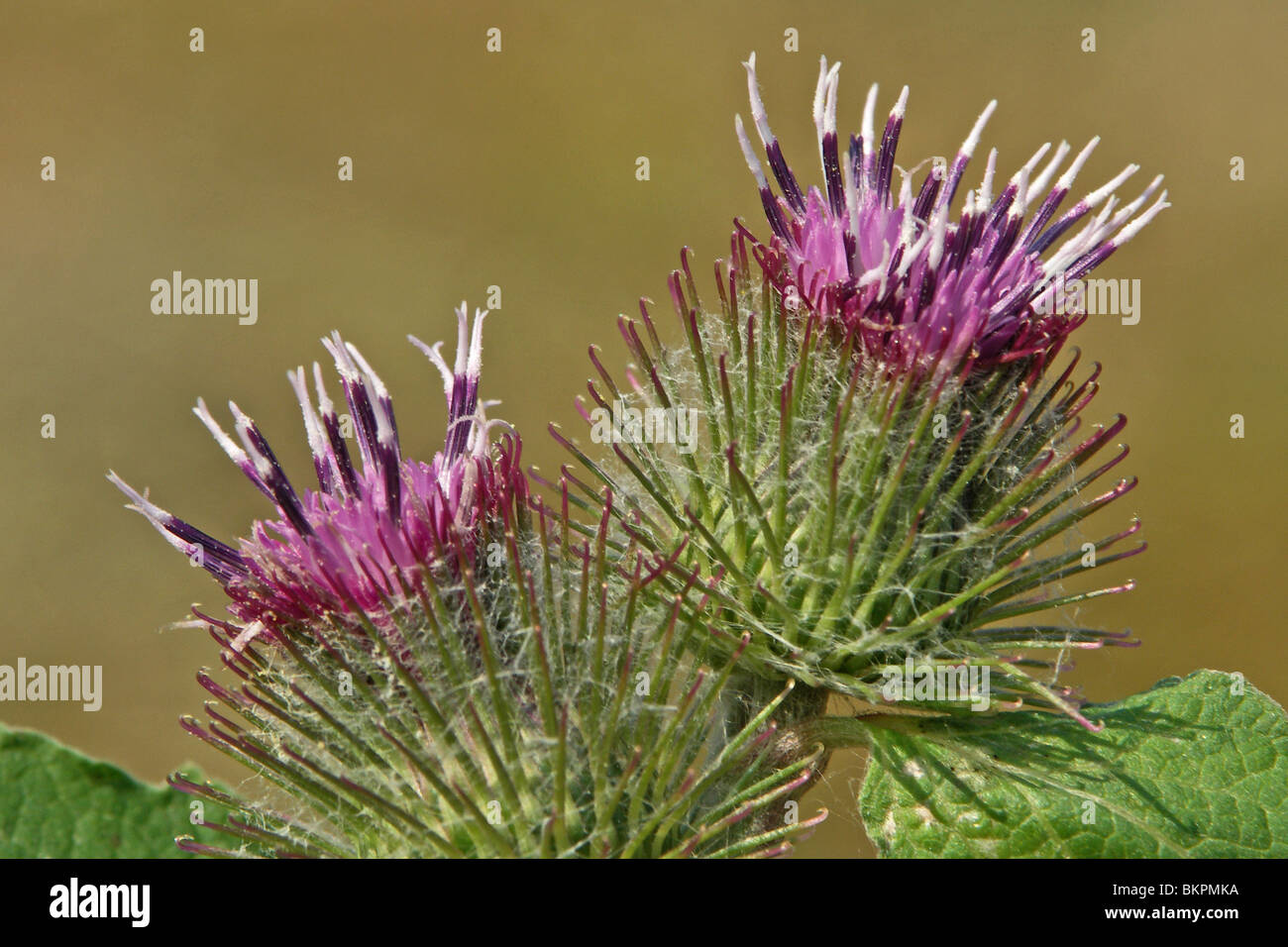 Zijaanzicht close up van bloemen 2 Foto Stock