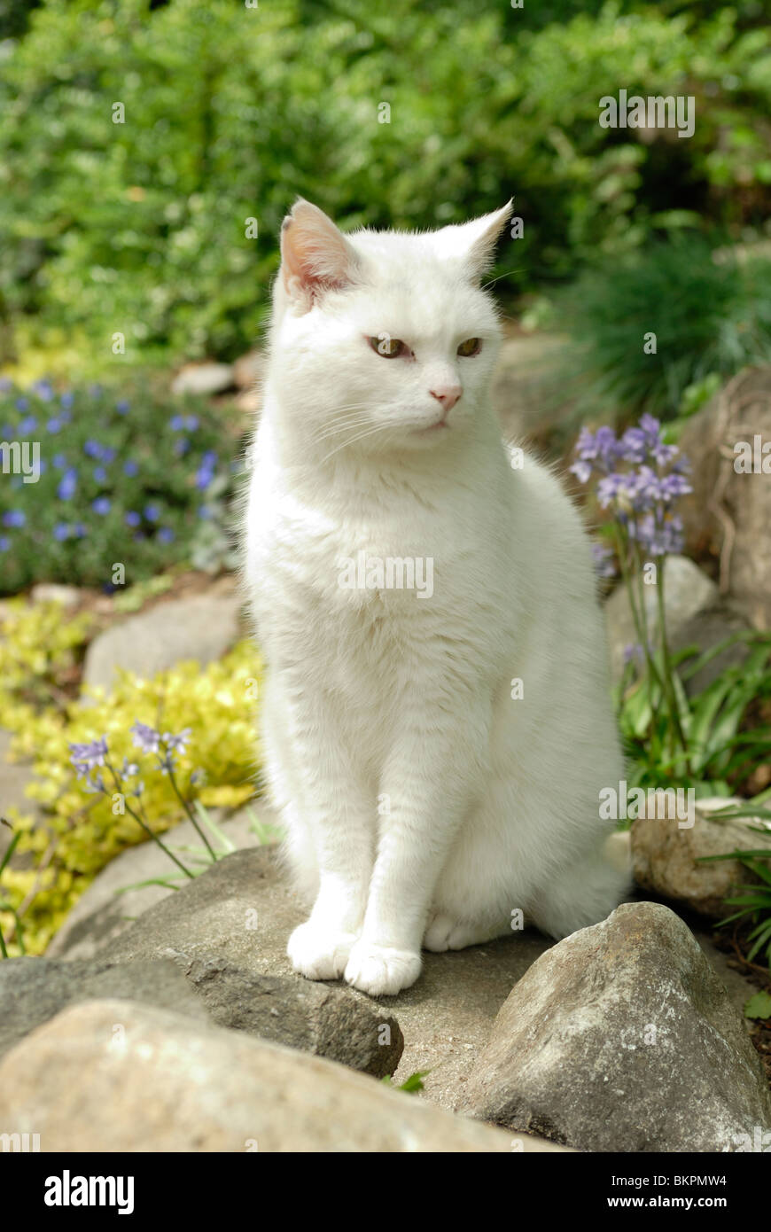 Tutto bianco gatto domestico seduto su una roccia in un giardino. Foto Stock