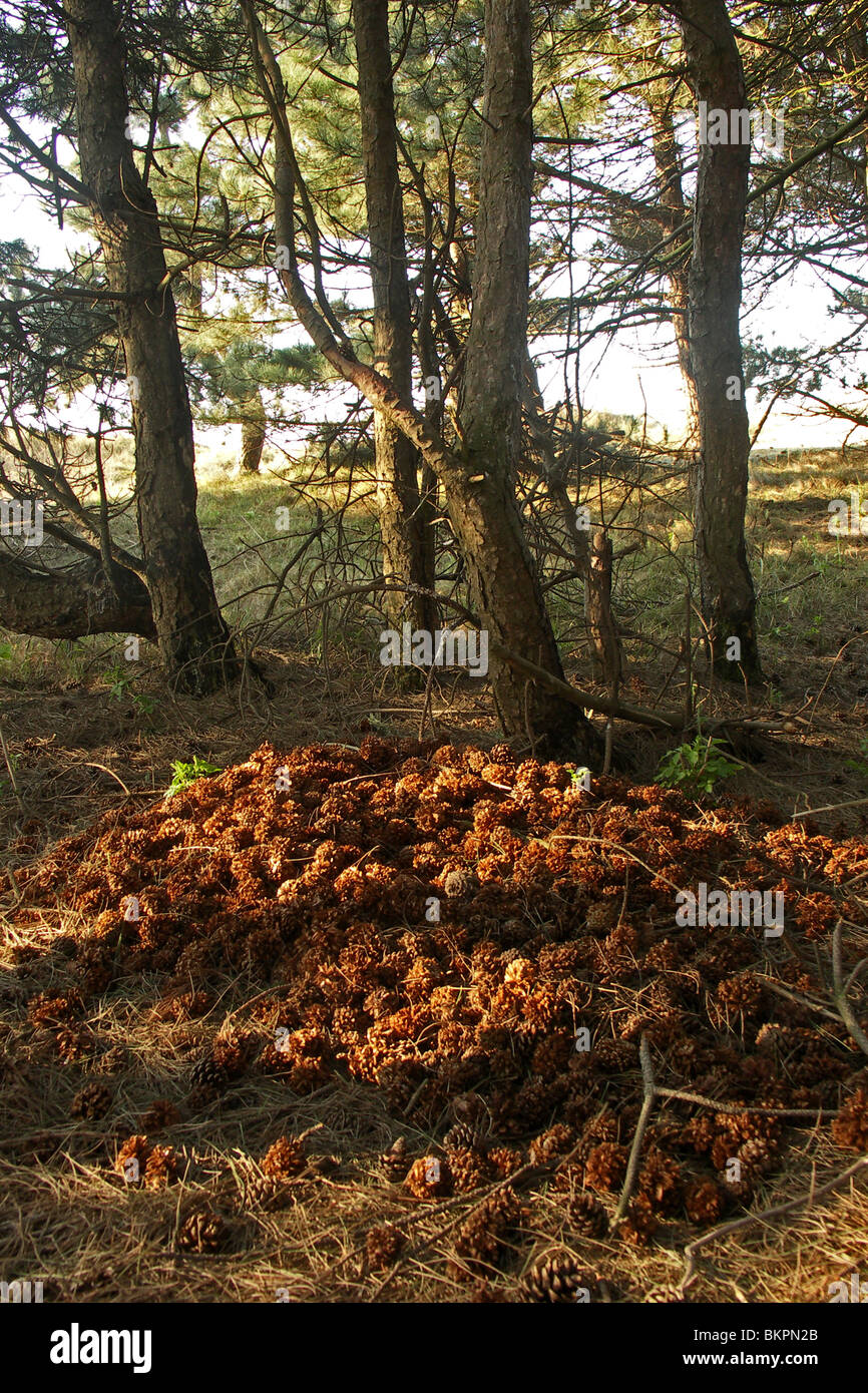 Smidse van grote Bonte Specht in bosje van Zwarte Den: afvalhoop van bewerkte dennenkegels Foto Stock