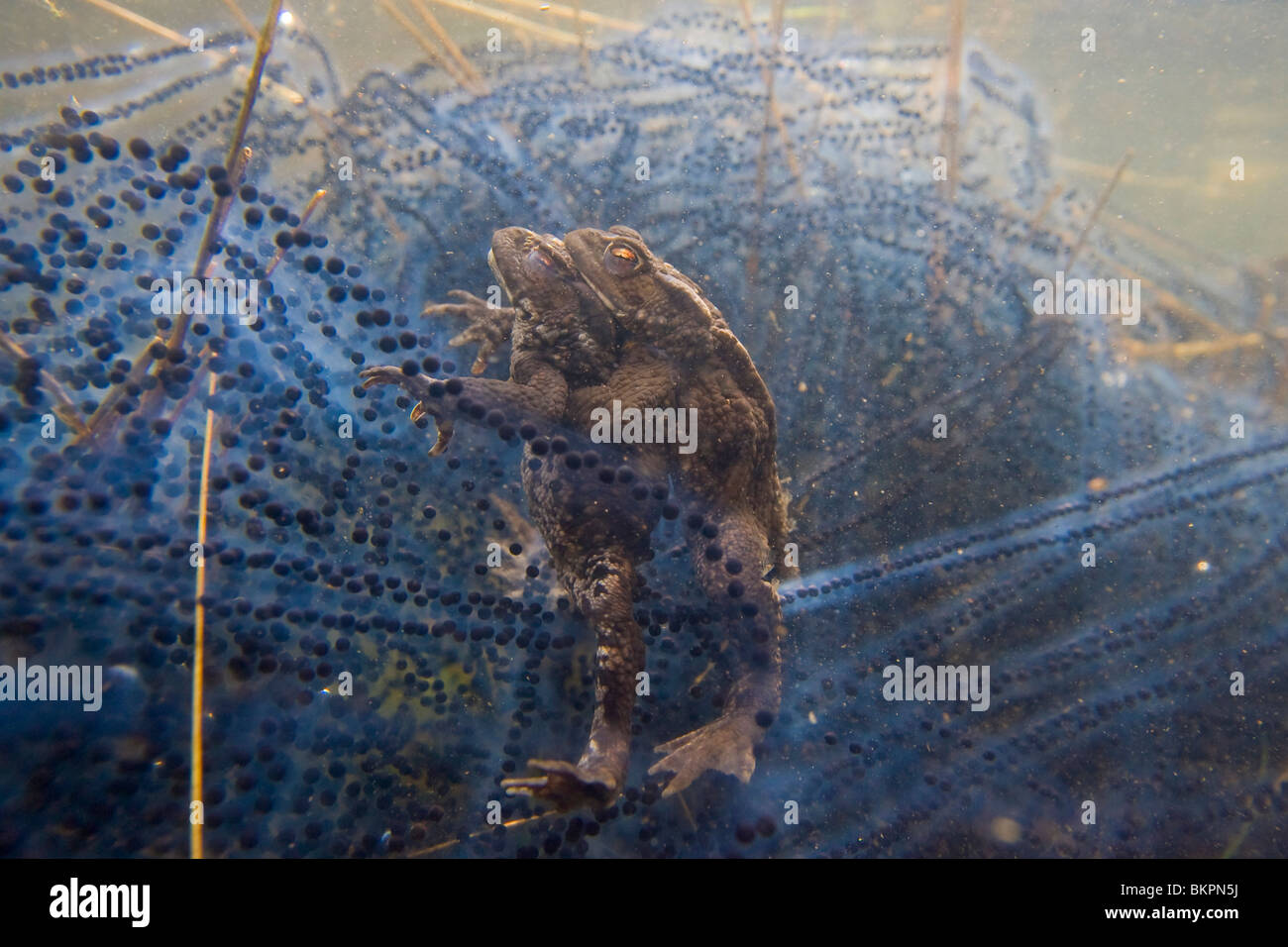 Amplexen van mannetje en vrouwtje gewone pad (Bufo bufo) onderwater omgeven paddensnoeren porta in een ven op de Veluwe, rospo comune sottomarino di accoppiamento in una fen al Veluwe Foto Stock