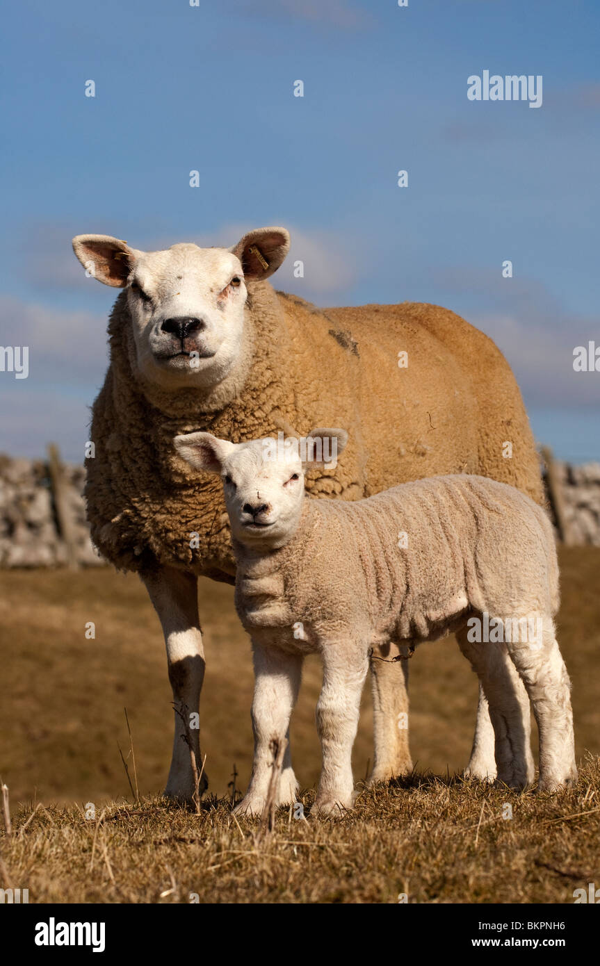 Texel pecora e giovane agnello. Inizio della primavera Foto Stock