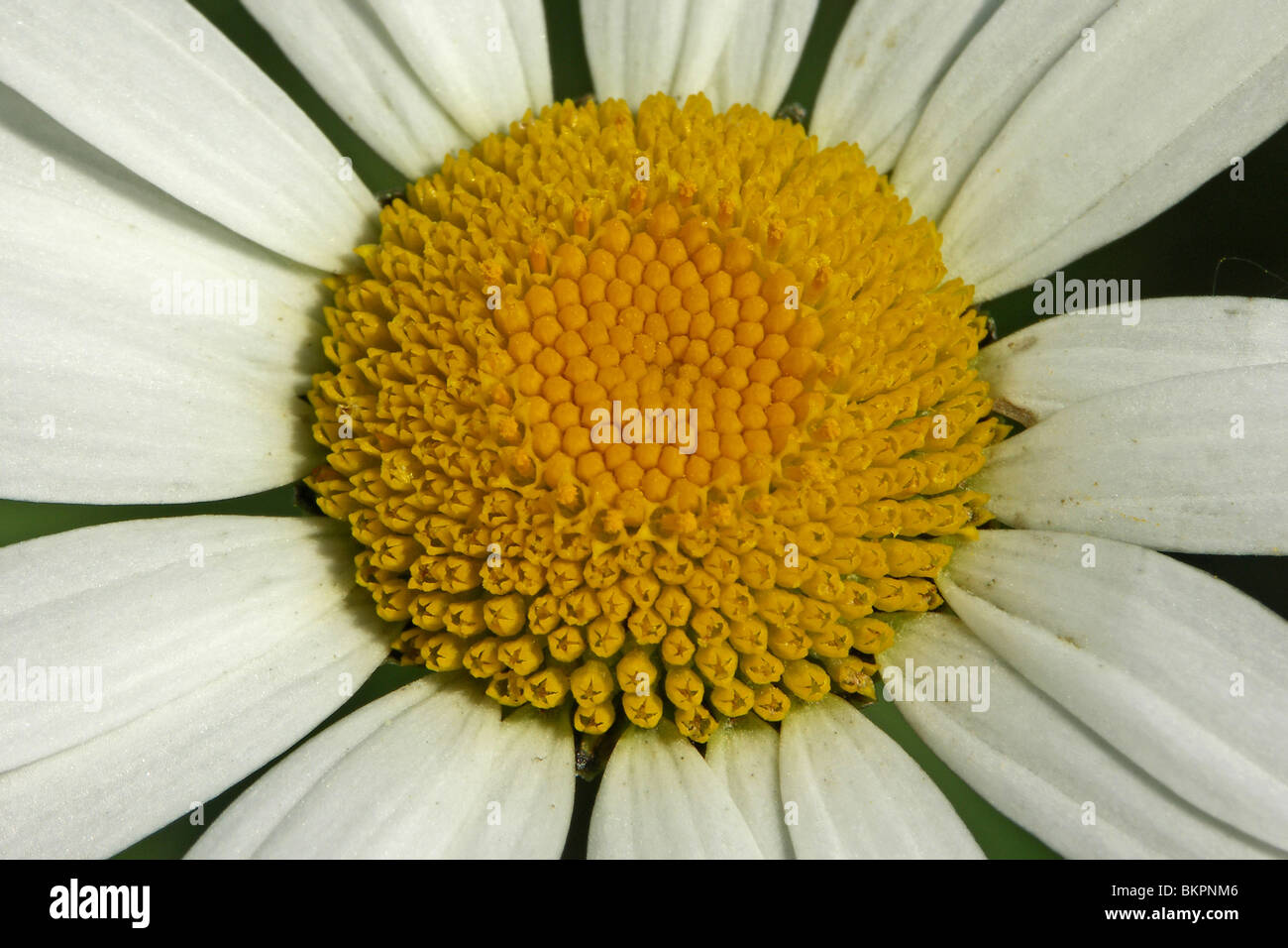 Bovenaanzicht close up bloem Foto Stock