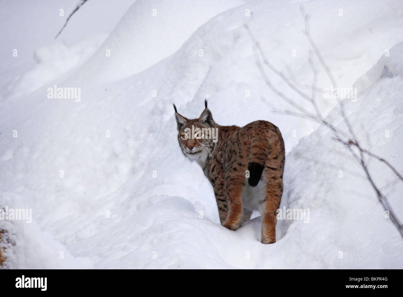 Luchs (Felis lynx Lynx) Foto Stock