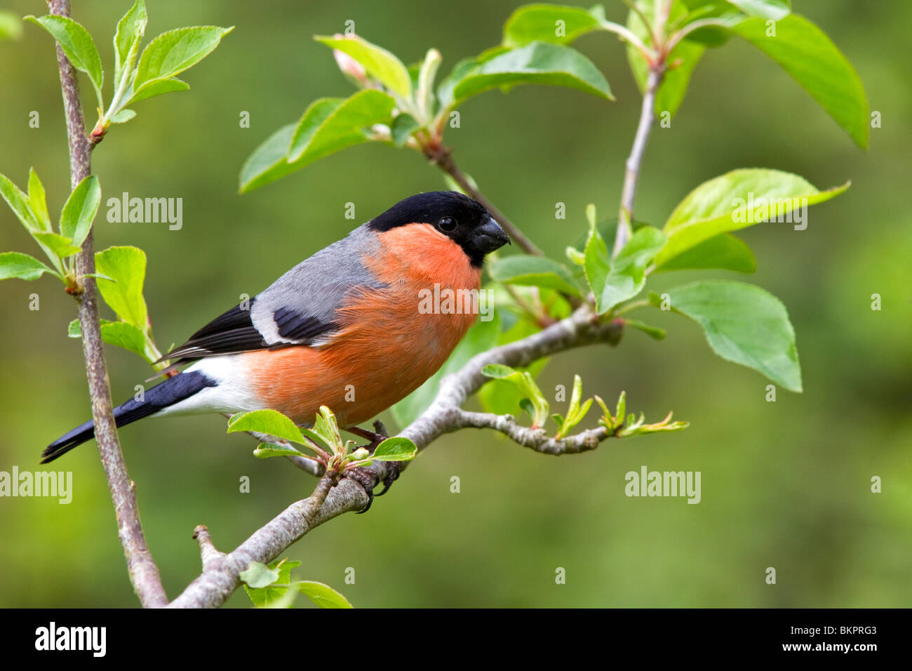 Ciuffolotto, maschio Foto Stock