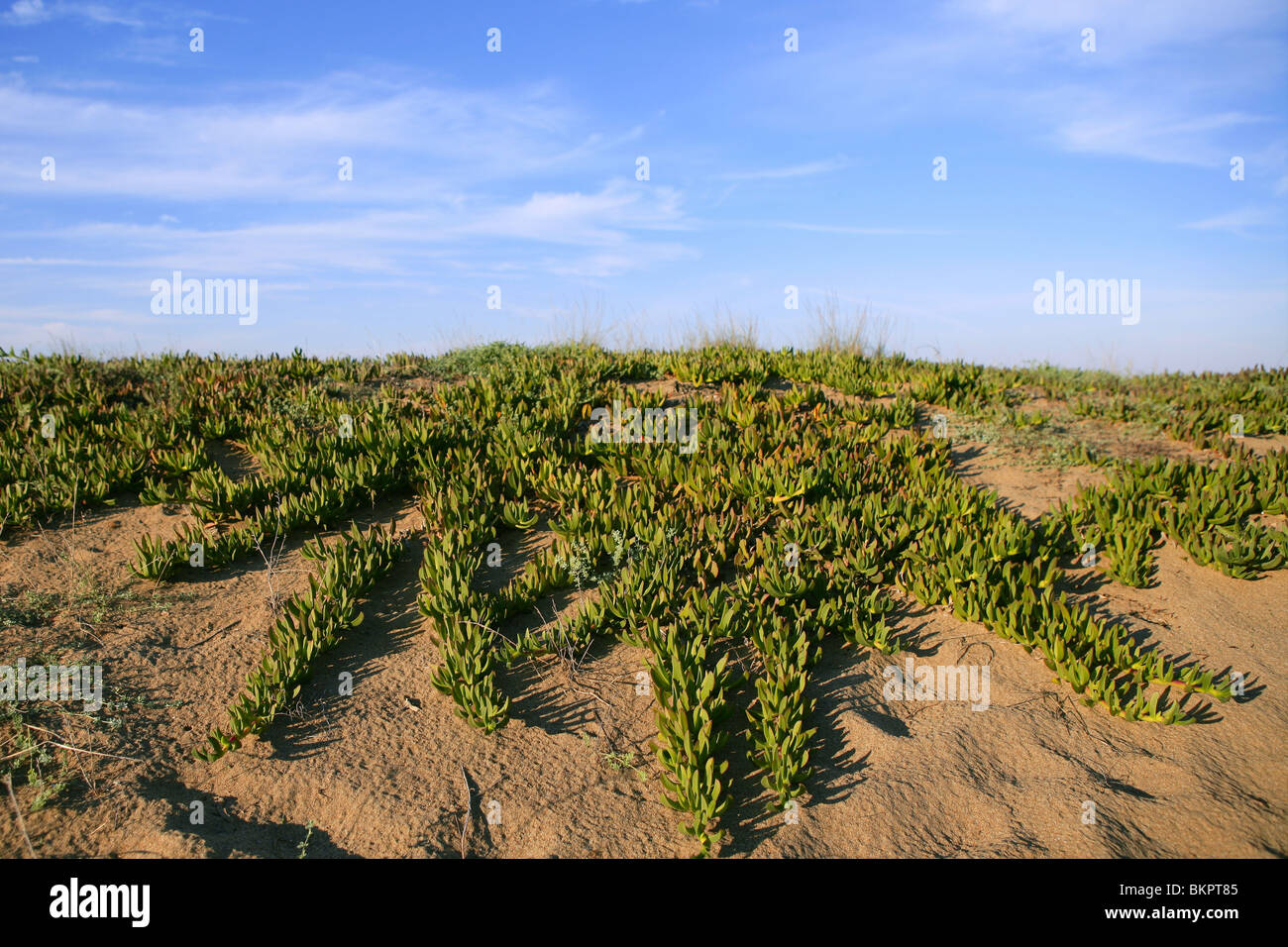 Livingstone daisy piante di duna blu cielo Foto Stock
