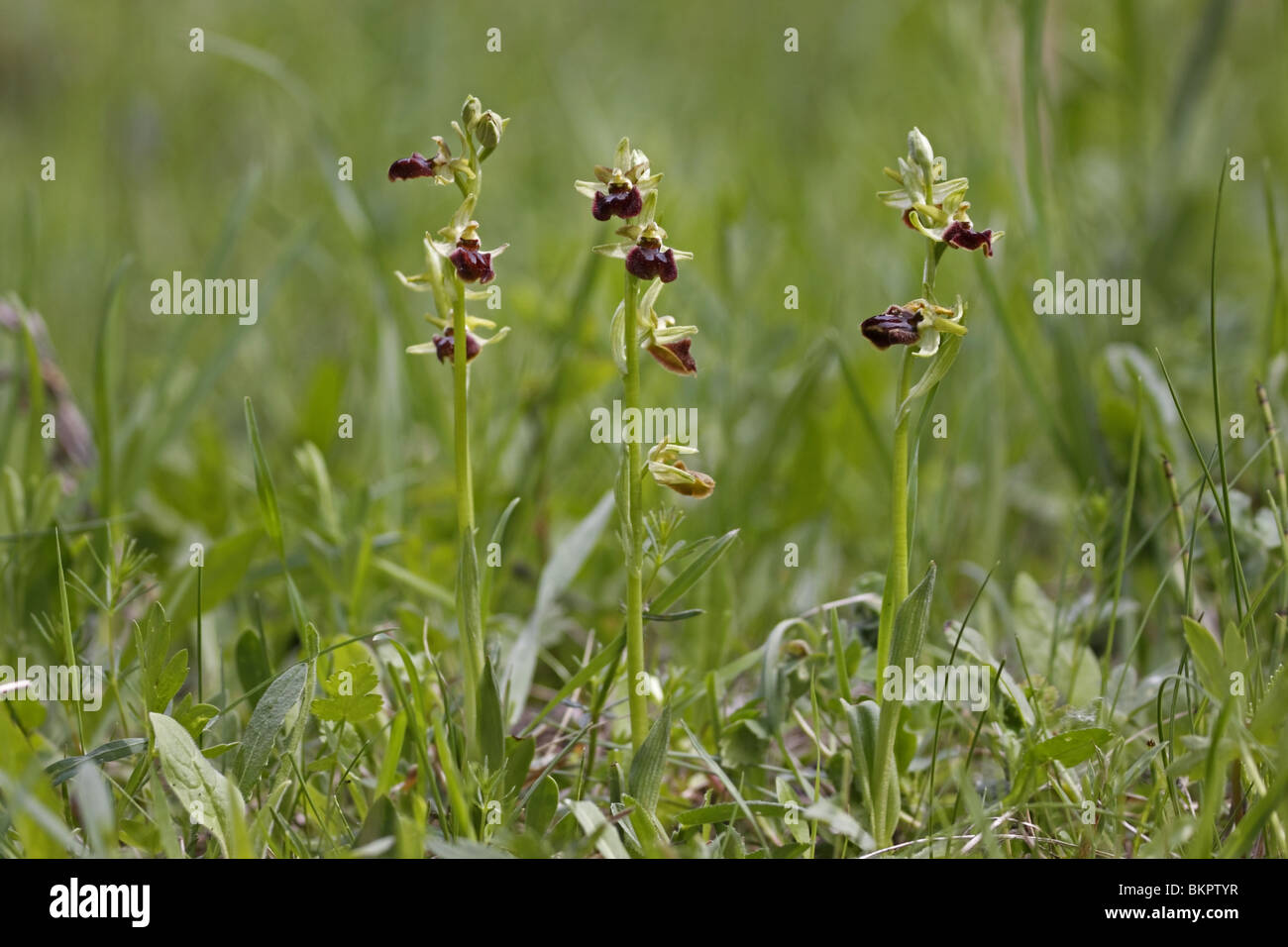Spinnenragwurz, Ragwurz, Orchidee, ophrys, sphegodes, inizio, Spider, Orchidea Foto Stock