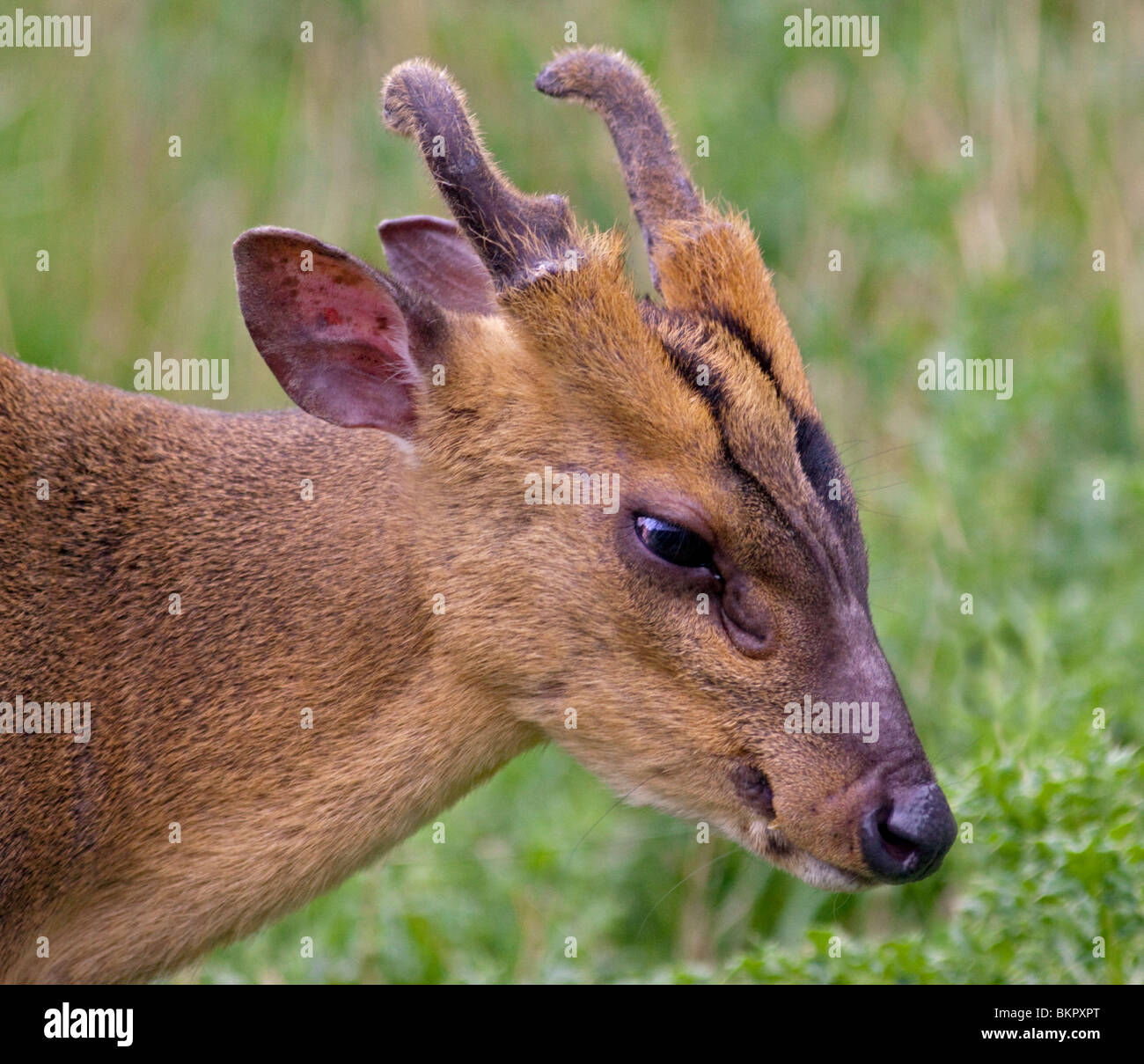 Reeve's Muntjac Deer (muntiacus reevesi) Foto Stock
