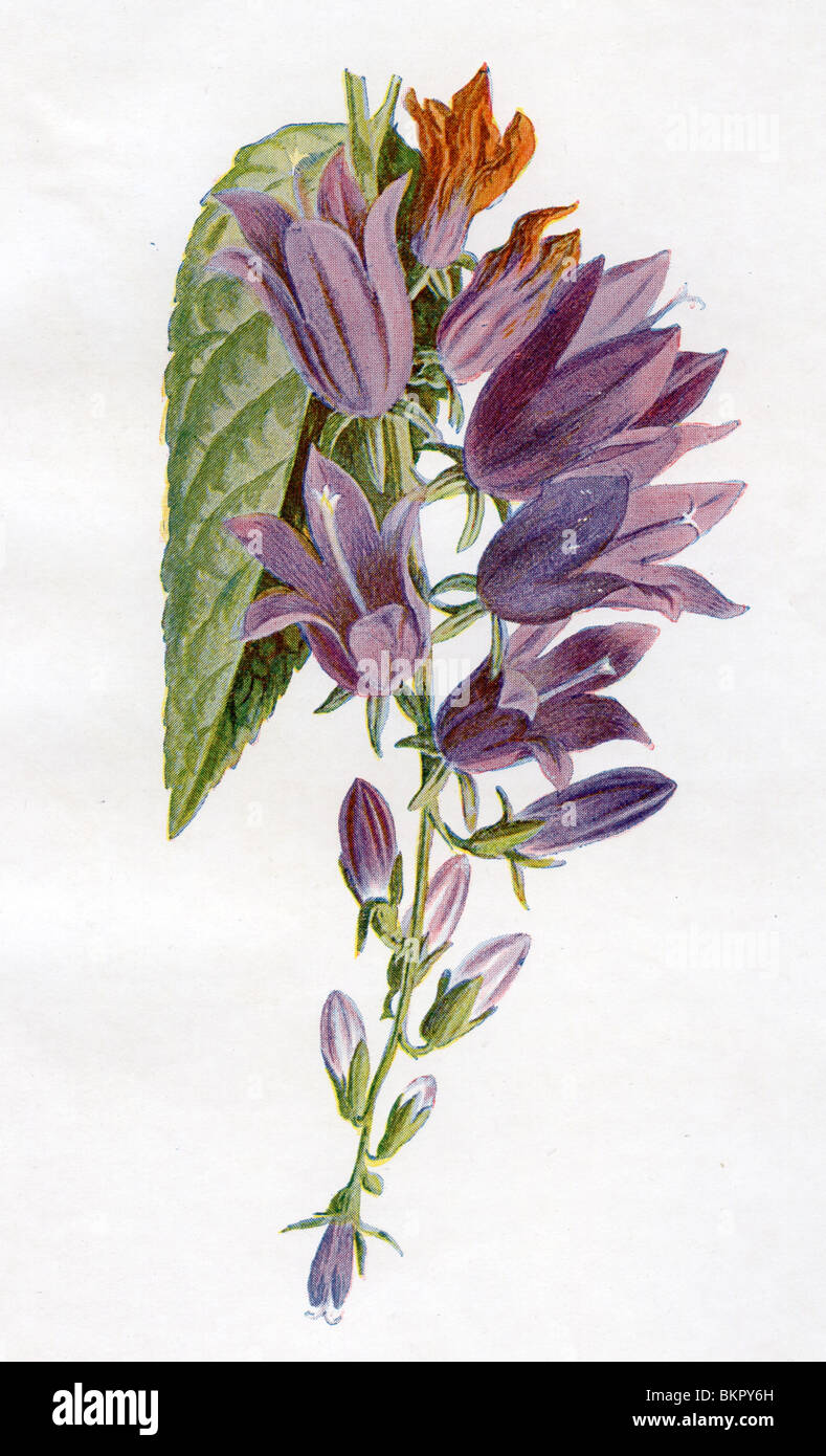 Familiare di fiori selvatici - strisciante Bell-Flower Foto Stock