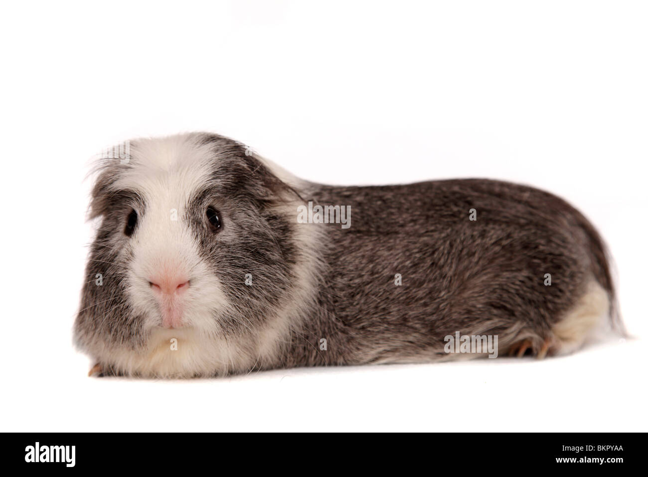 Cuy - Riesenmeerschwein Foto Stock