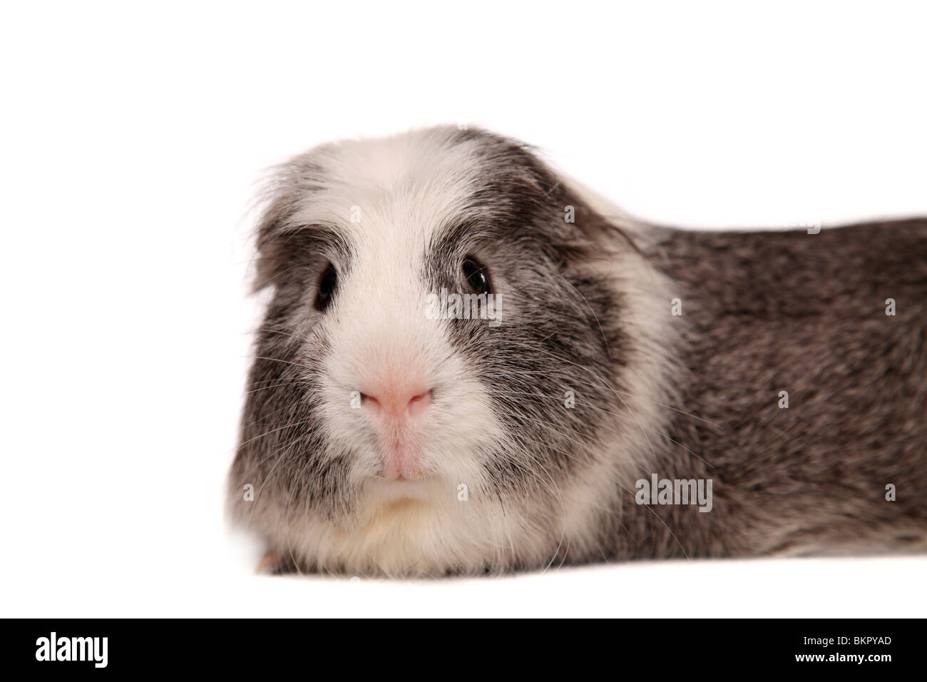 Cuy - Riesenmeerschwein Foto Stock