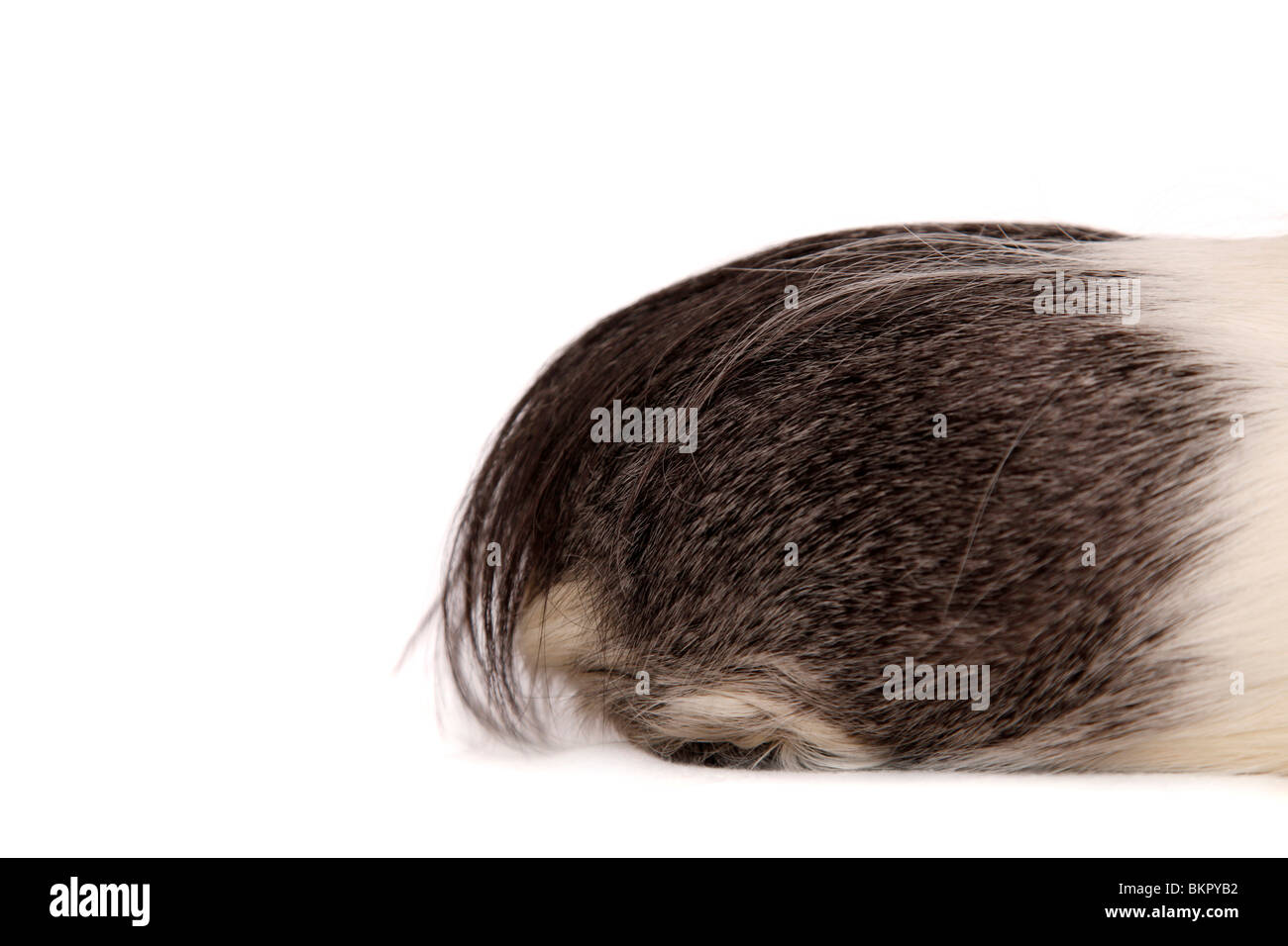 Cuy - Riesenmeerschwein Foto Stock