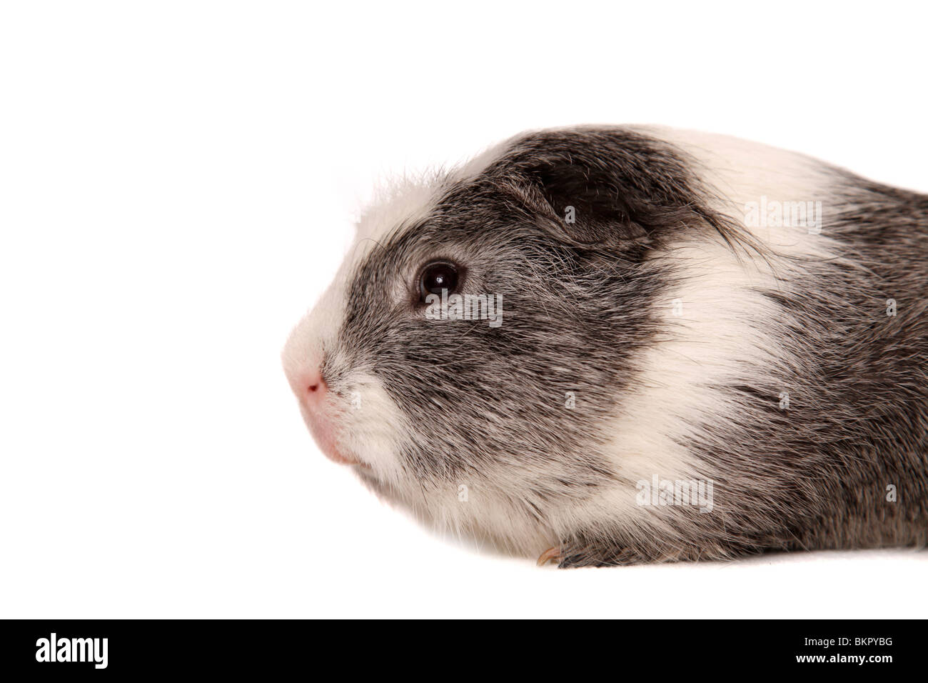 Cuy - Riesenmeerschwein Foto Stock