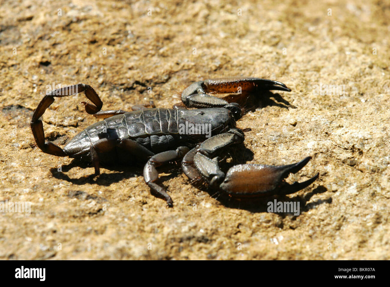 Flat Rock Scorpion, Sud Africa Foto Stock