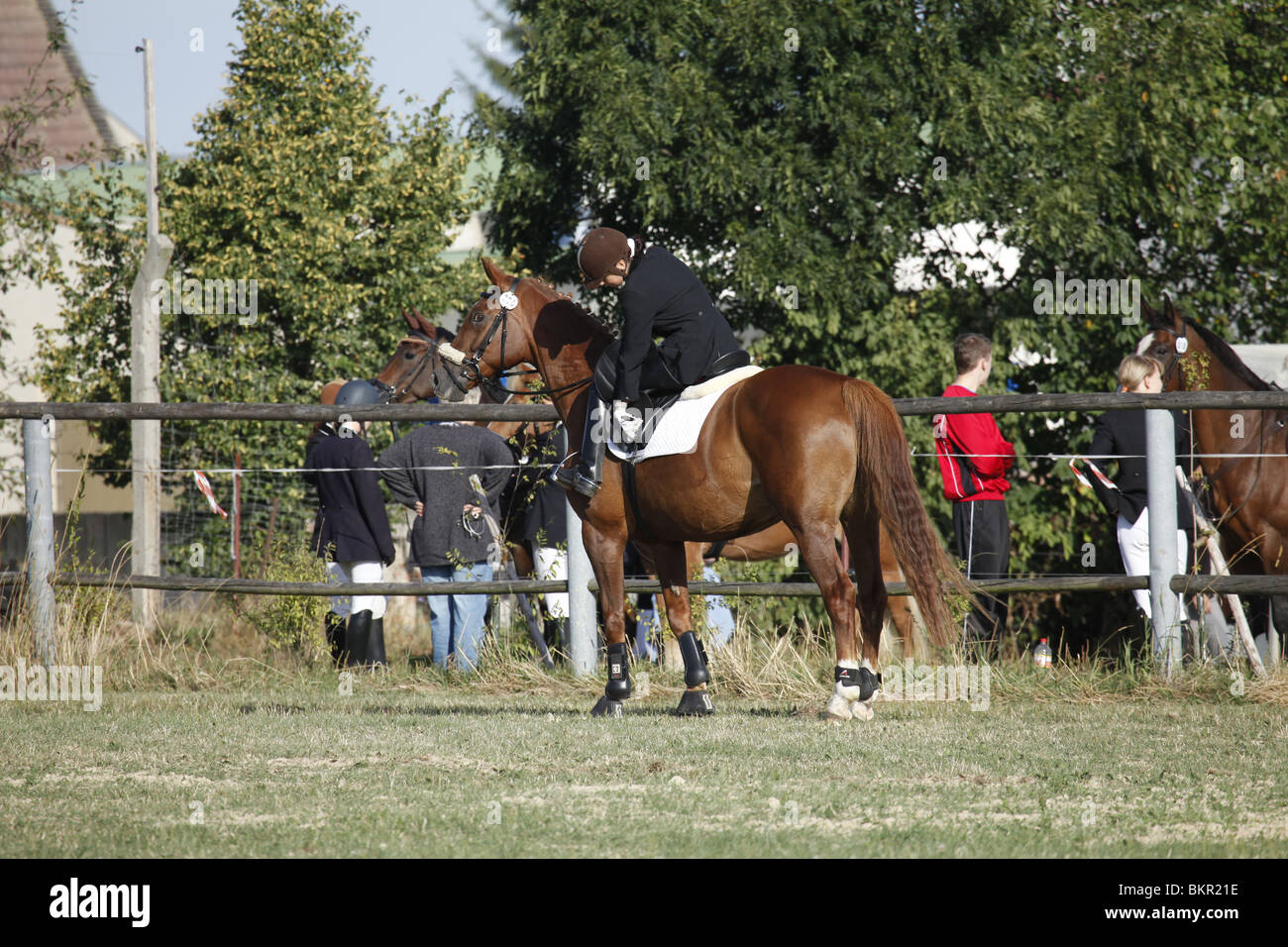 Deutsches Sportpferd / cavallo Foto Stock