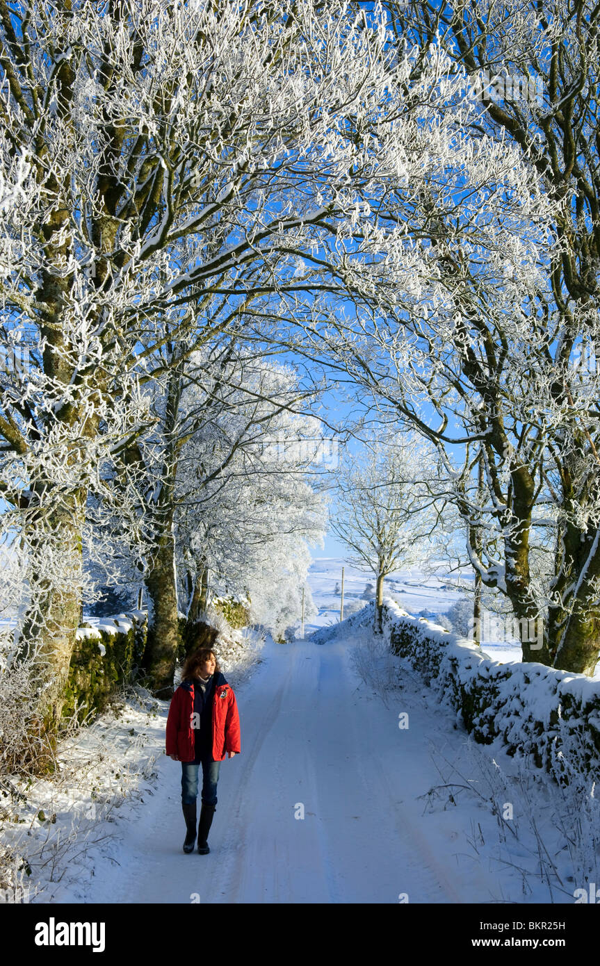 Il Galles, Snowdonia. Camminare in una fattoria nevoso via con trasformata per forte gradiente la brina su alberi. (MR) Foto Stock