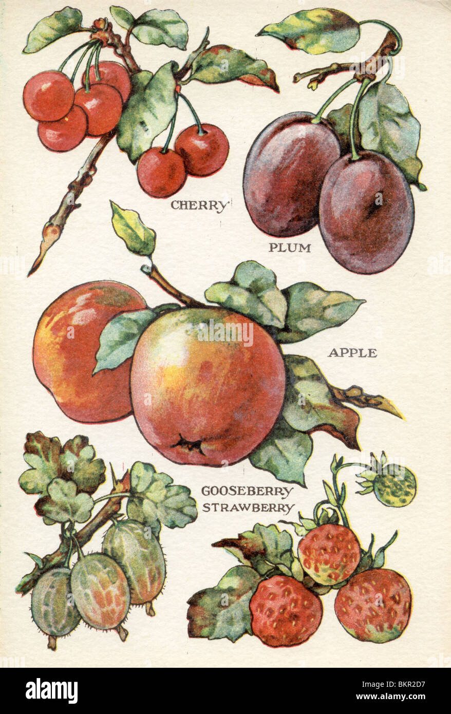 Frutta e fiori Libro di Pittura - ciliegia, prugna, Apple, ribes e fragola Foto Stock